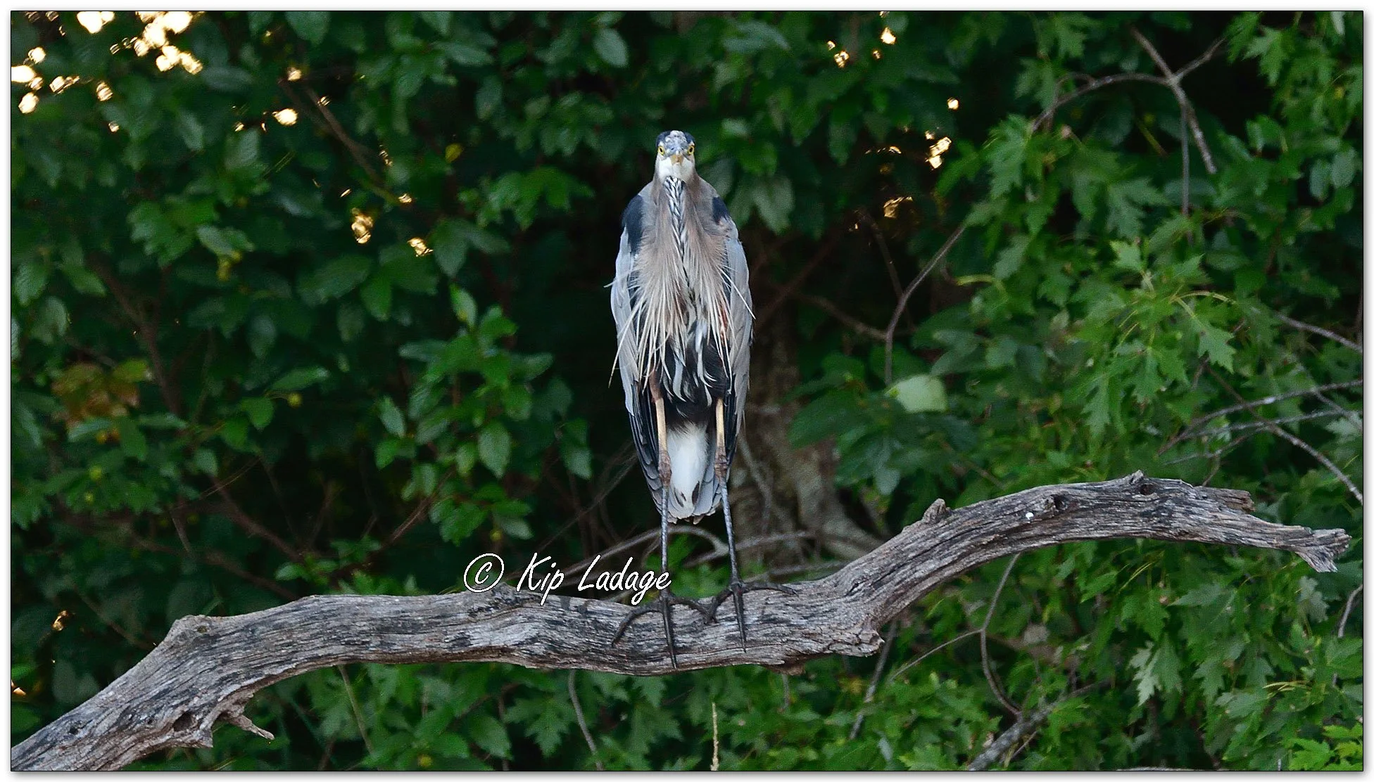 Great Blue Heron - Image 1138979