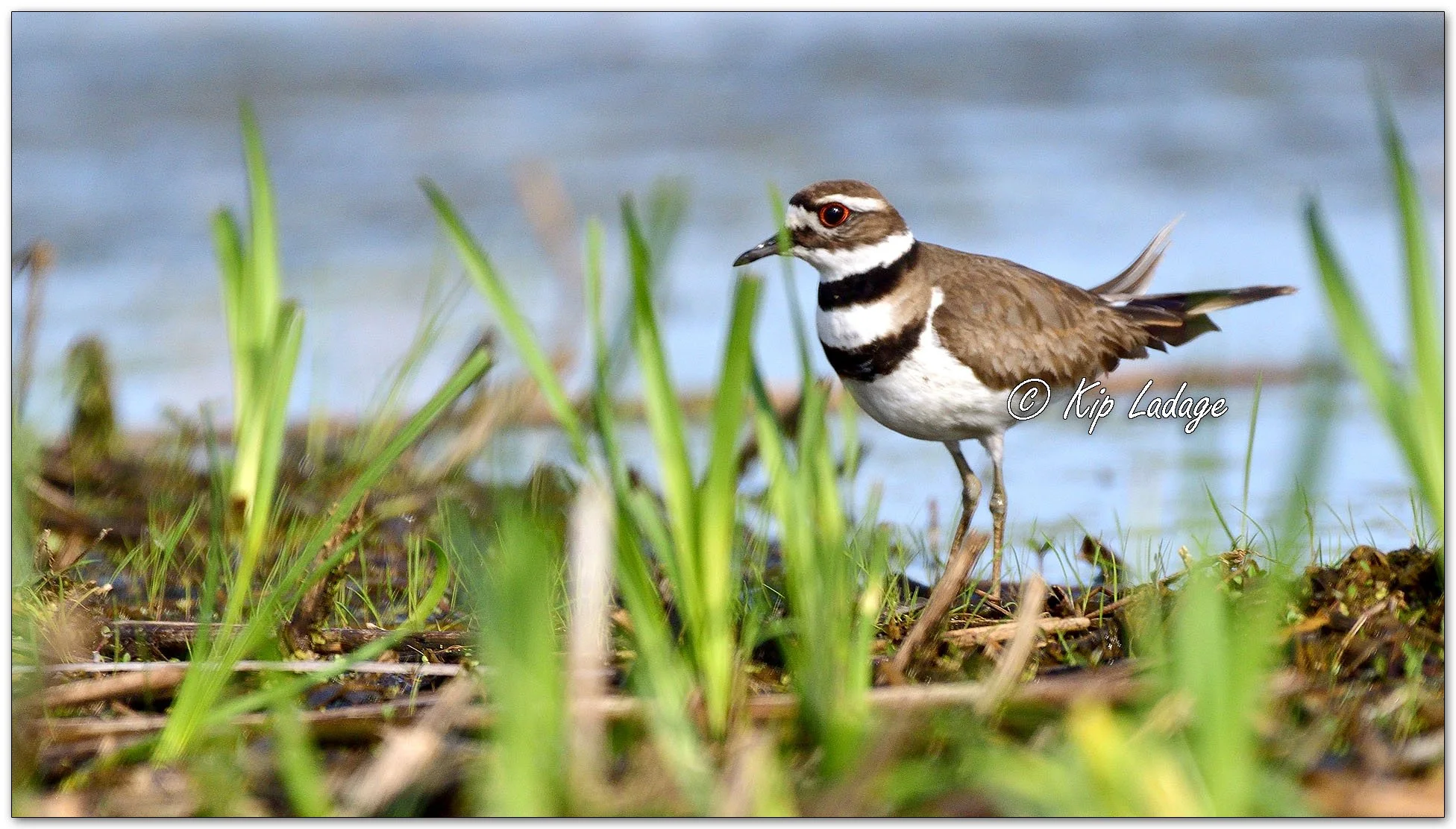 Killdeer - Image 1098537