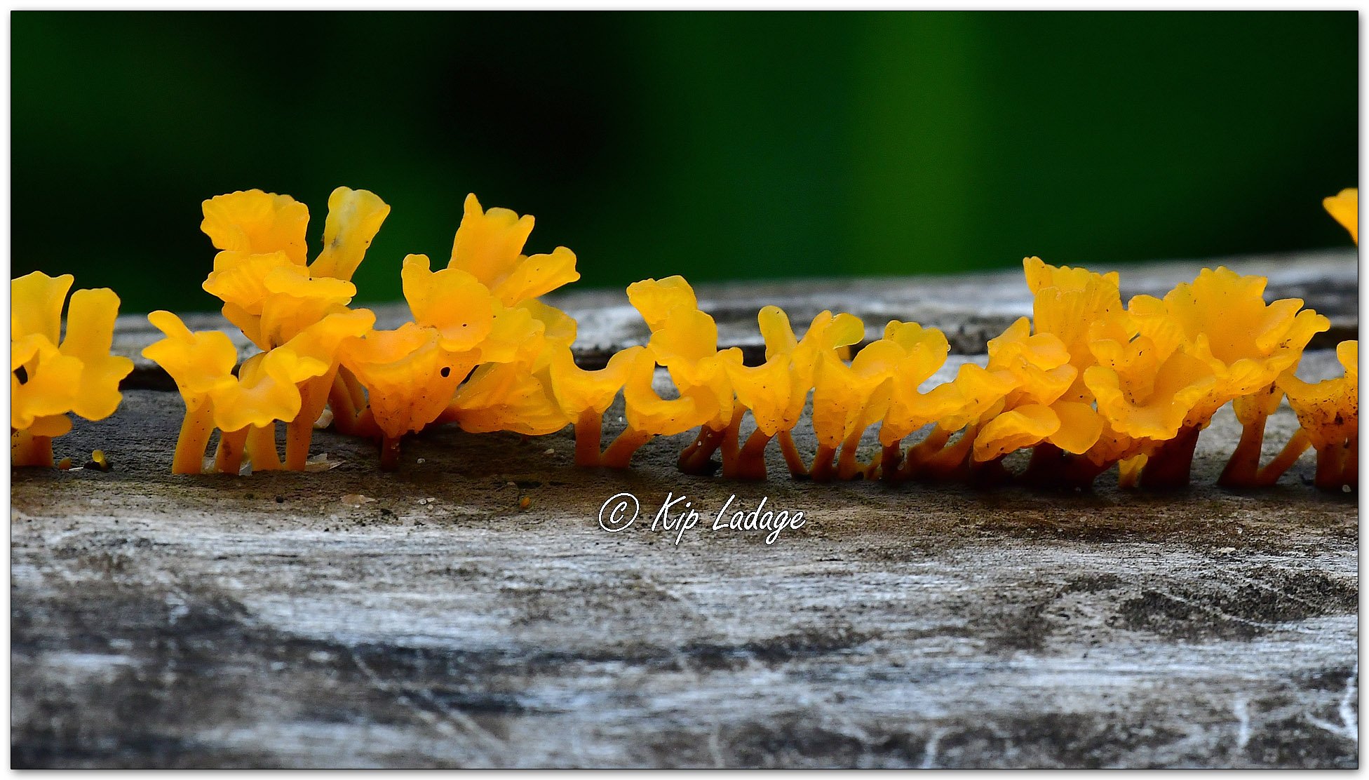 Fan-shaped Jelly Fungus - Image 1134284