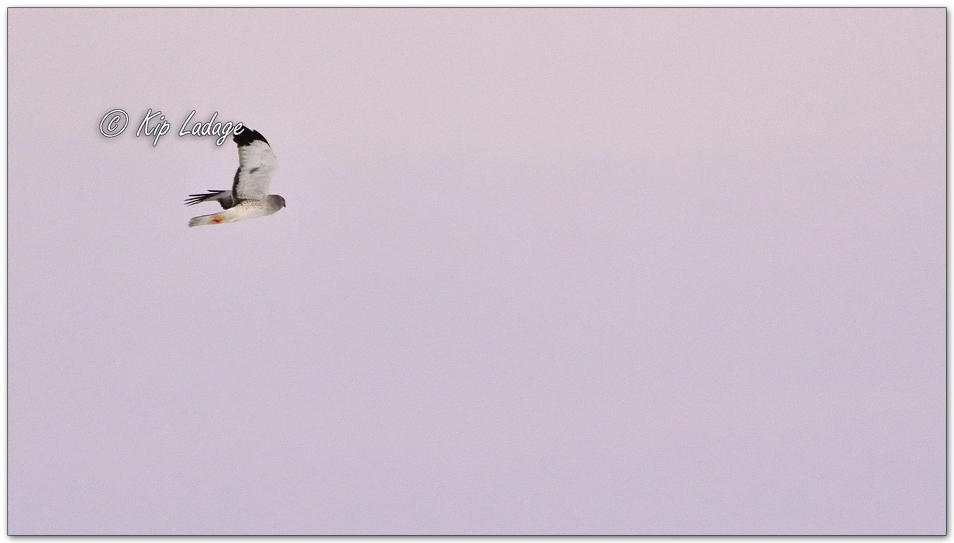 Male Northern Harrier in Flight - Image 1049488