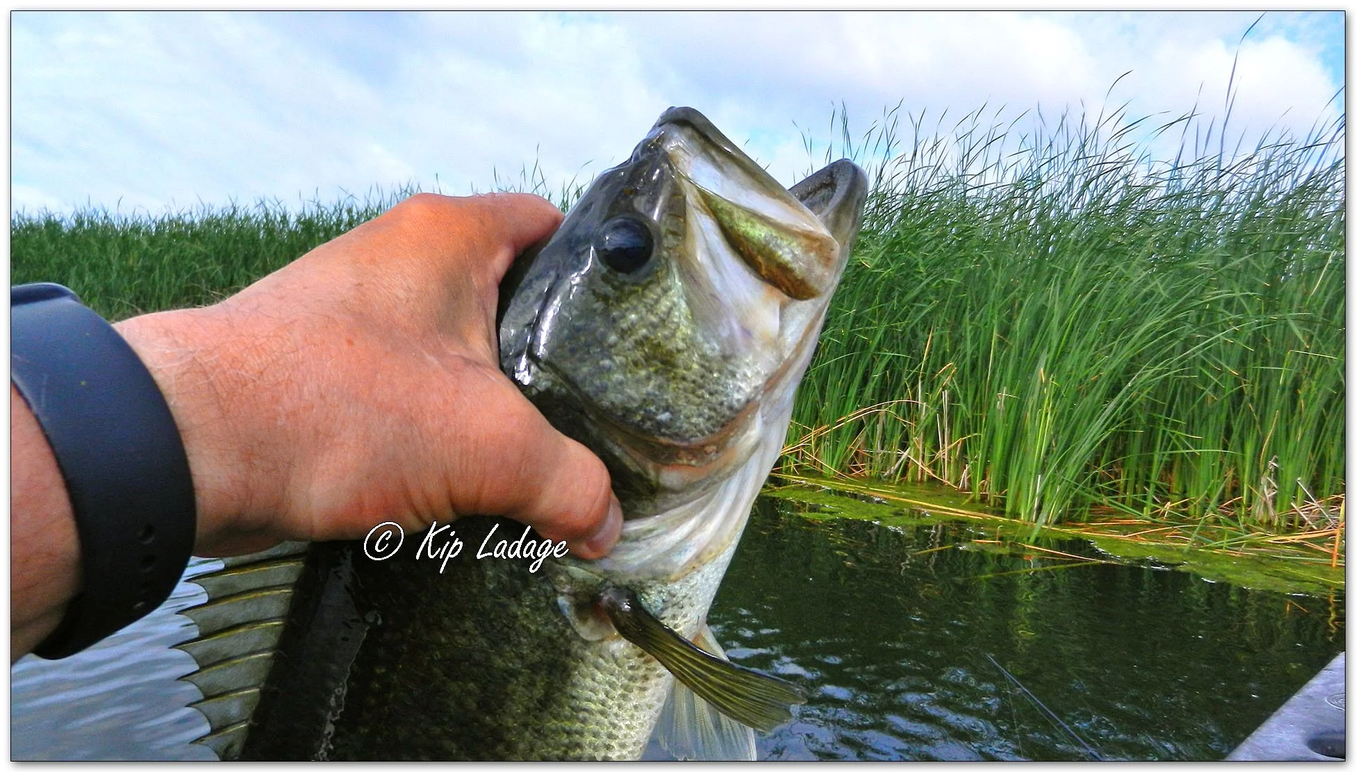 Largemouth Bass - Image 1108561
