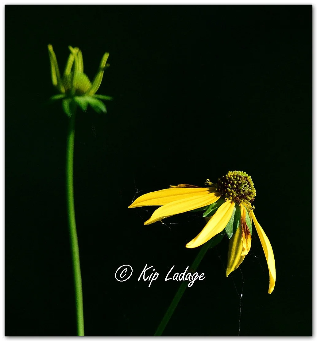 Cutleaf Coneflower - Image 1127766