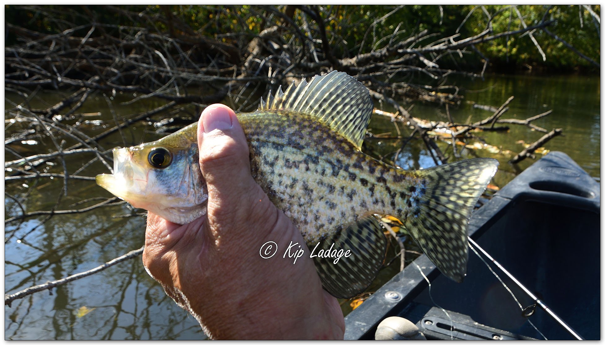 Crappie in Hand - Image 1162289