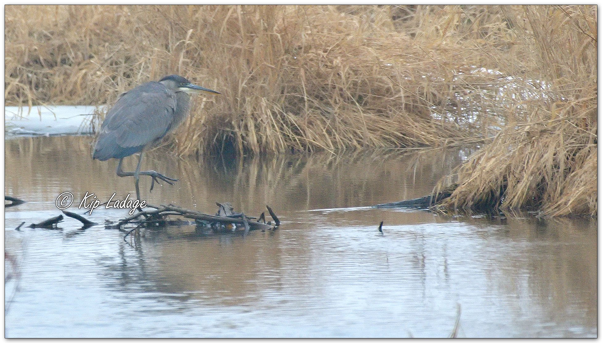 Great Blue Heron in Fog - Image 1052073