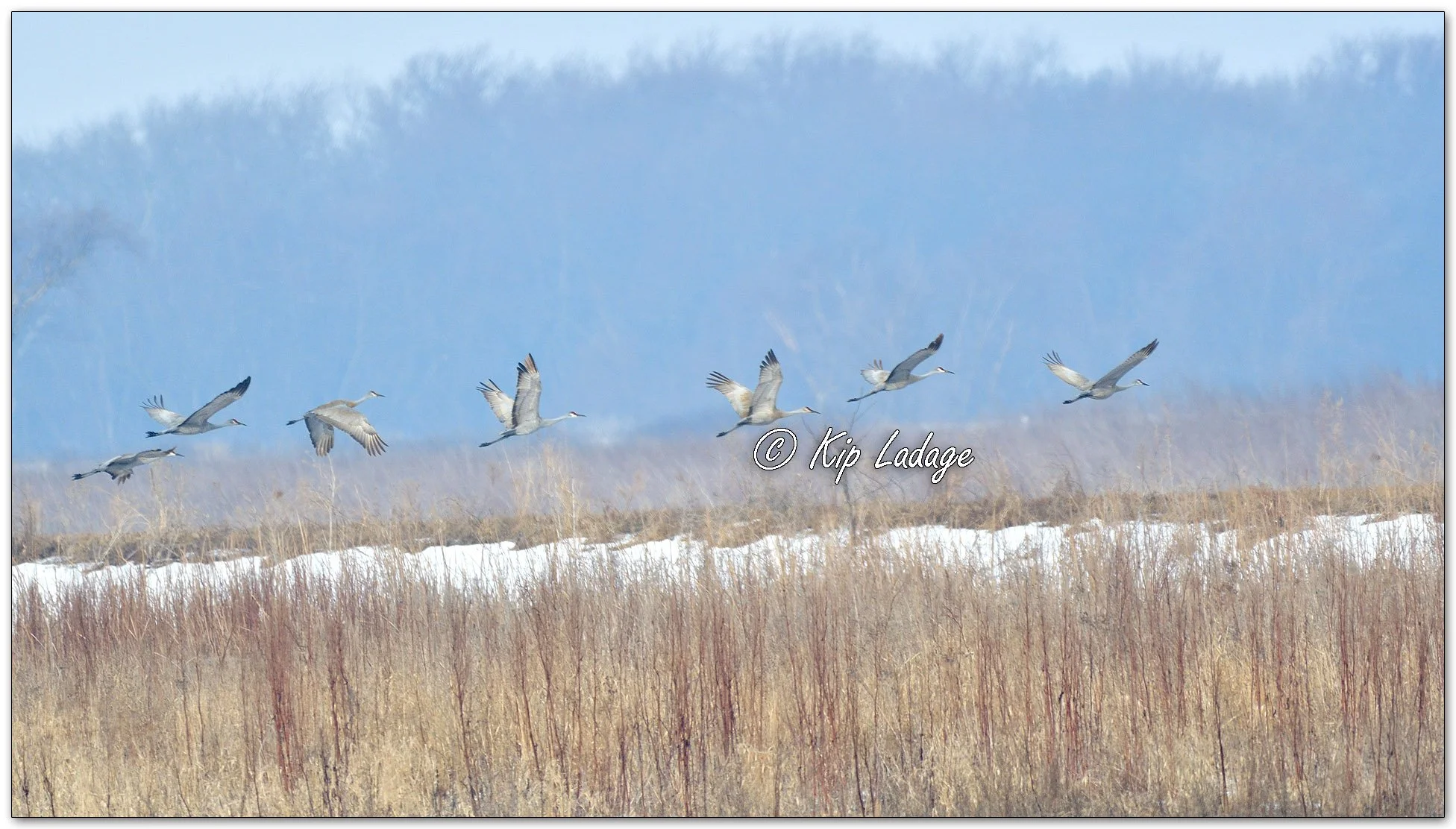 Sandhill Cranes - Image 1067311