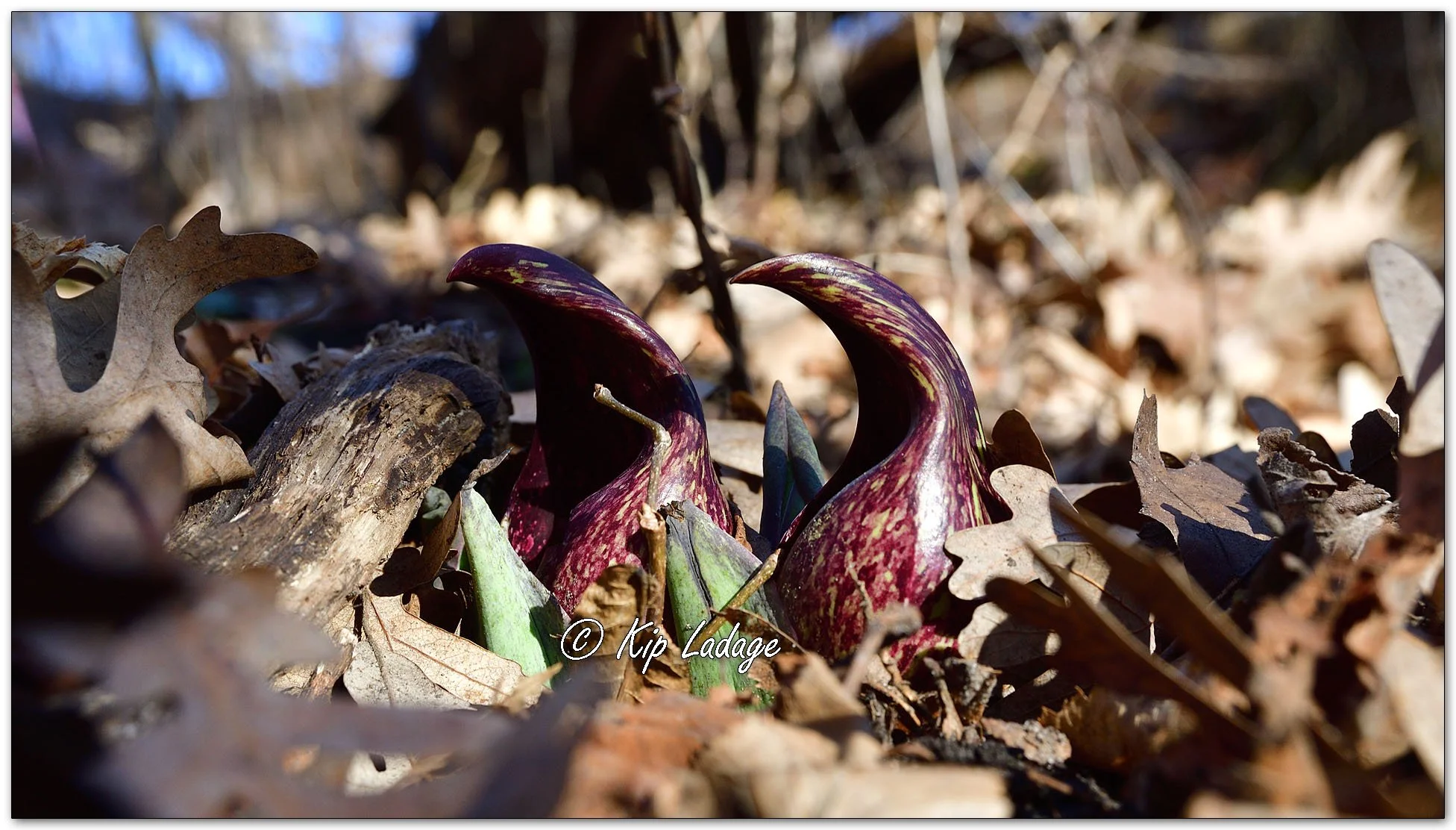Skunk Cabbage - Image 1077913
