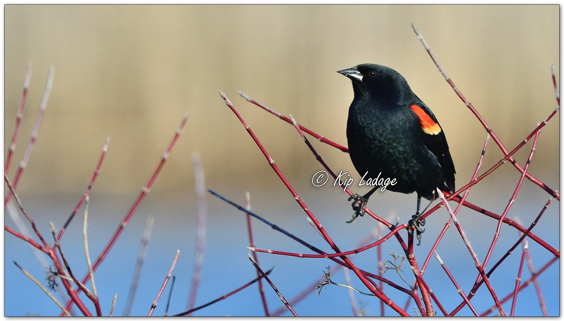 Male Red-winged Blackbird - Image 1076177
