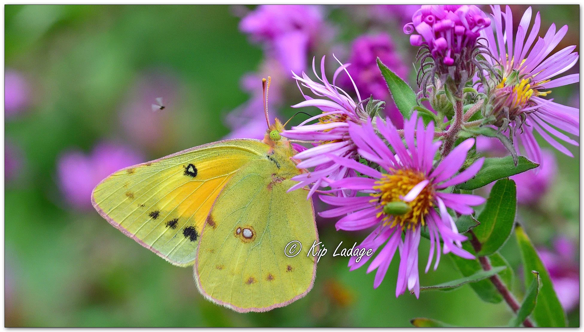 Orange Sulphur Butterfly - Image 1154945