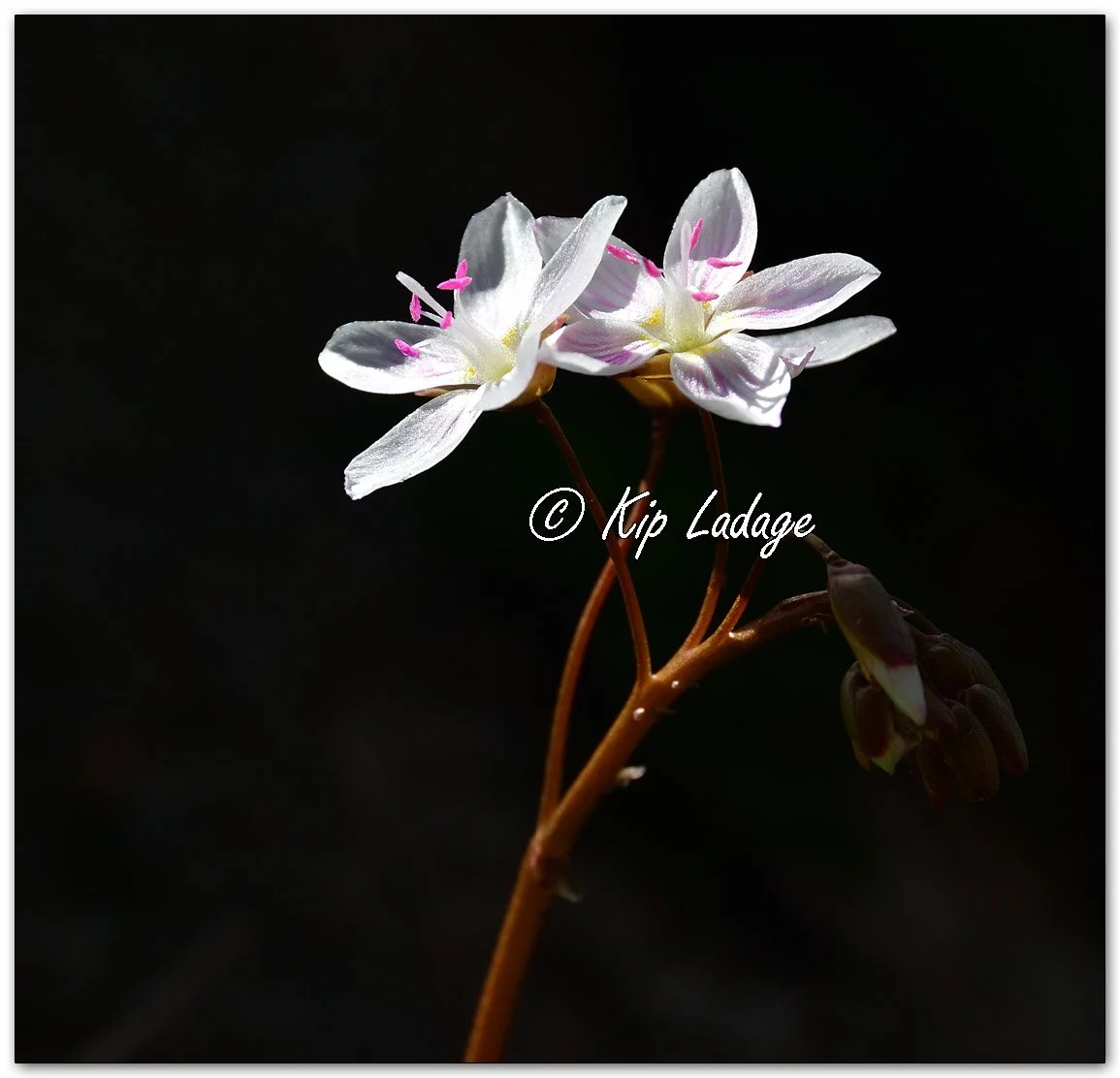 Spring Beauty - Image 1089471