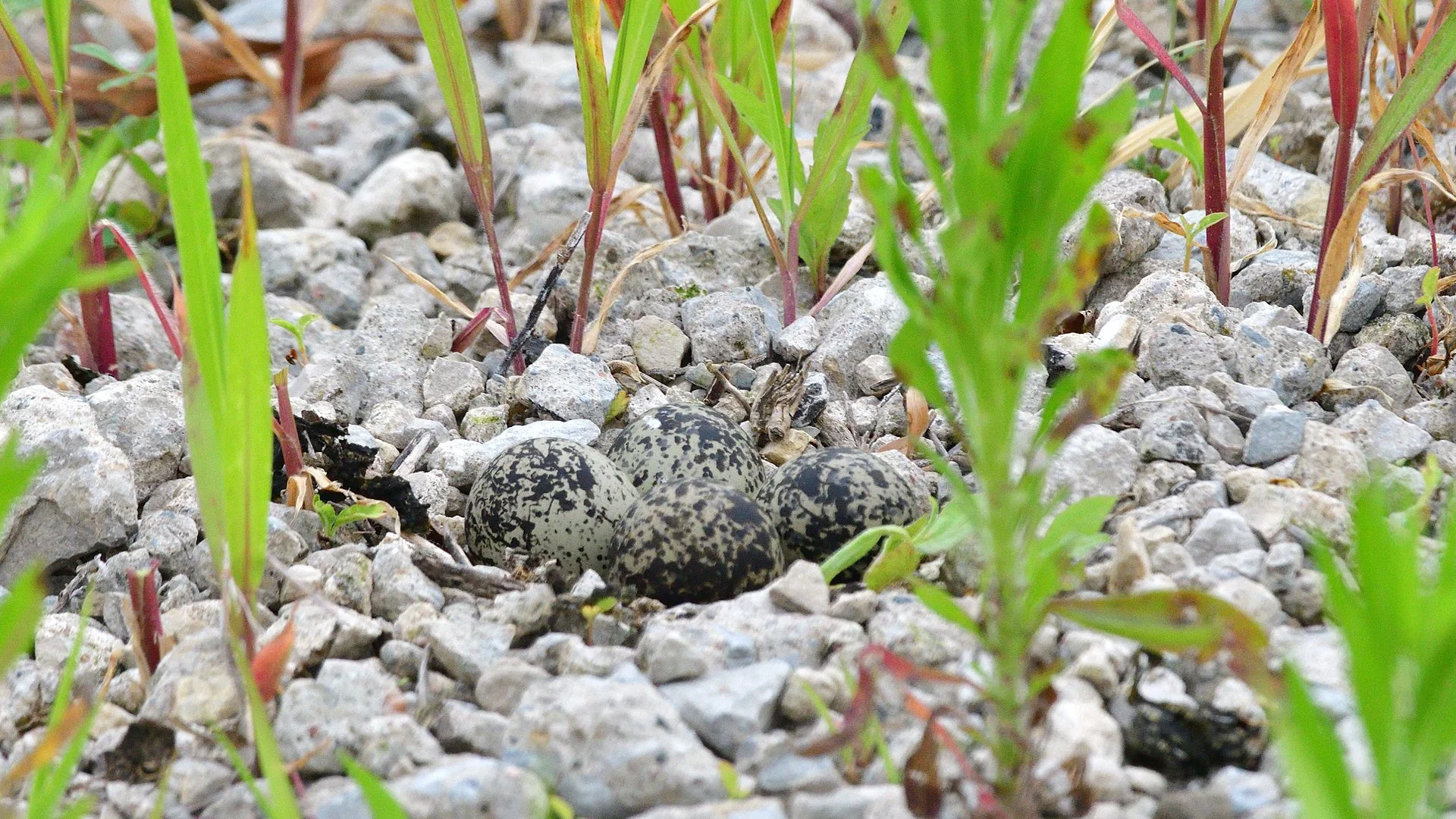 Killdeer Nest with Four Eggs - Image 1116527