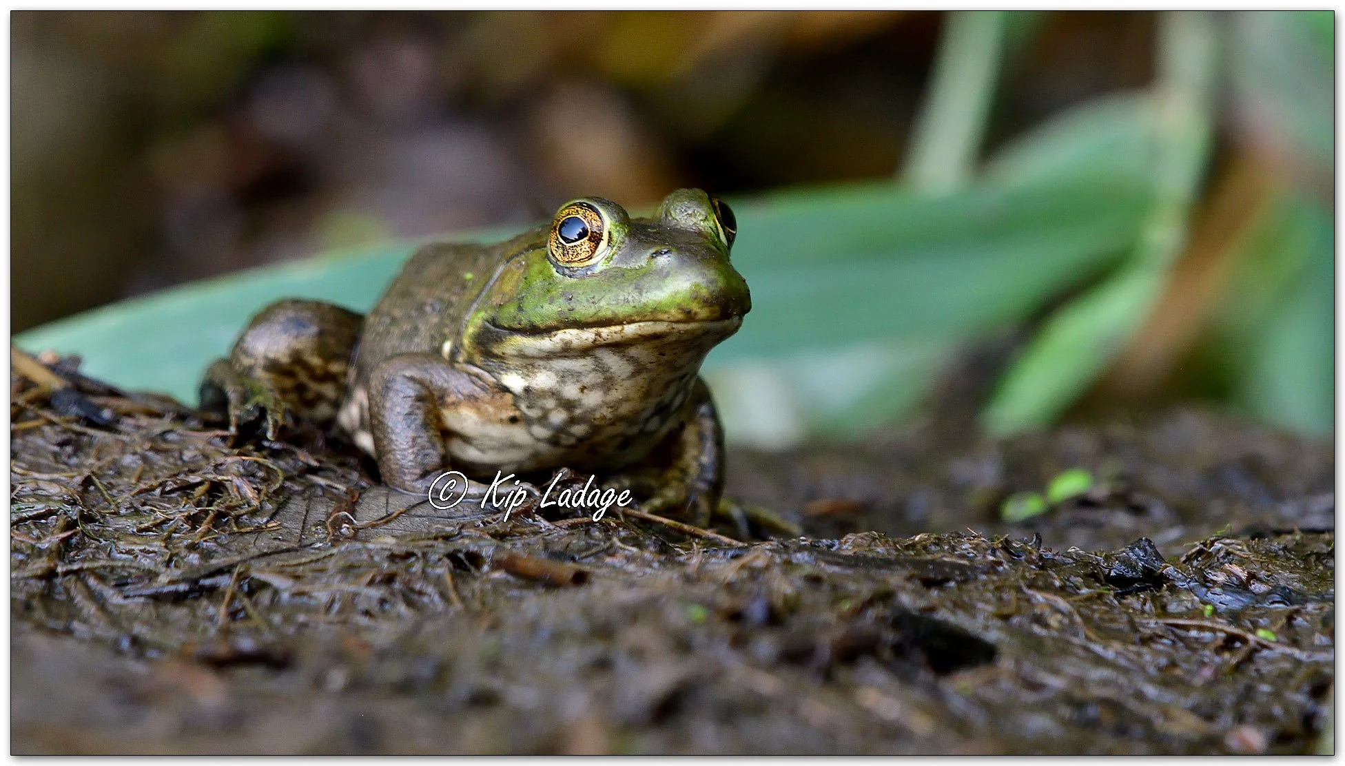 Bullfrog - Image 1127645