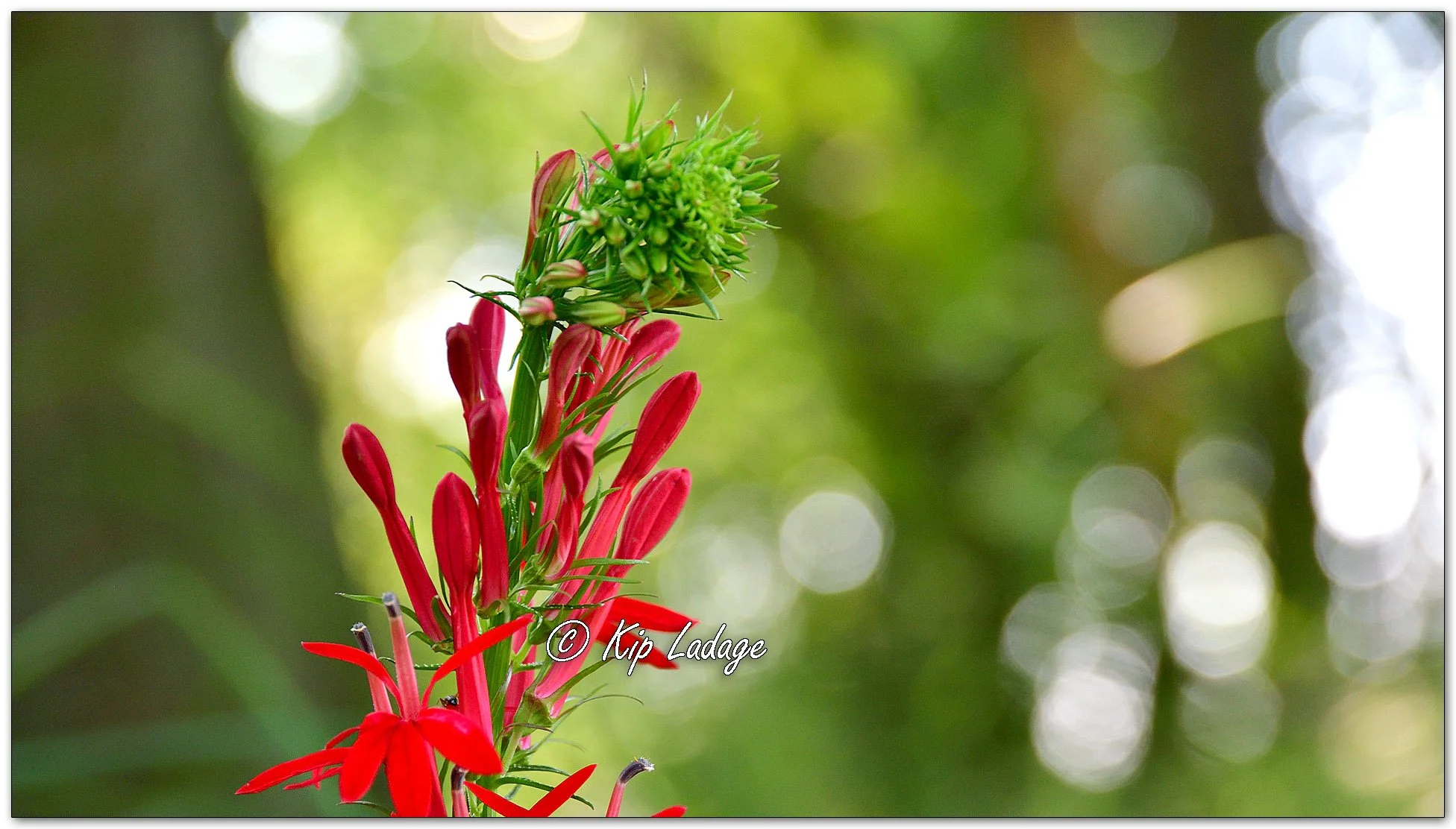 Cardinal Flower - Image 1130599