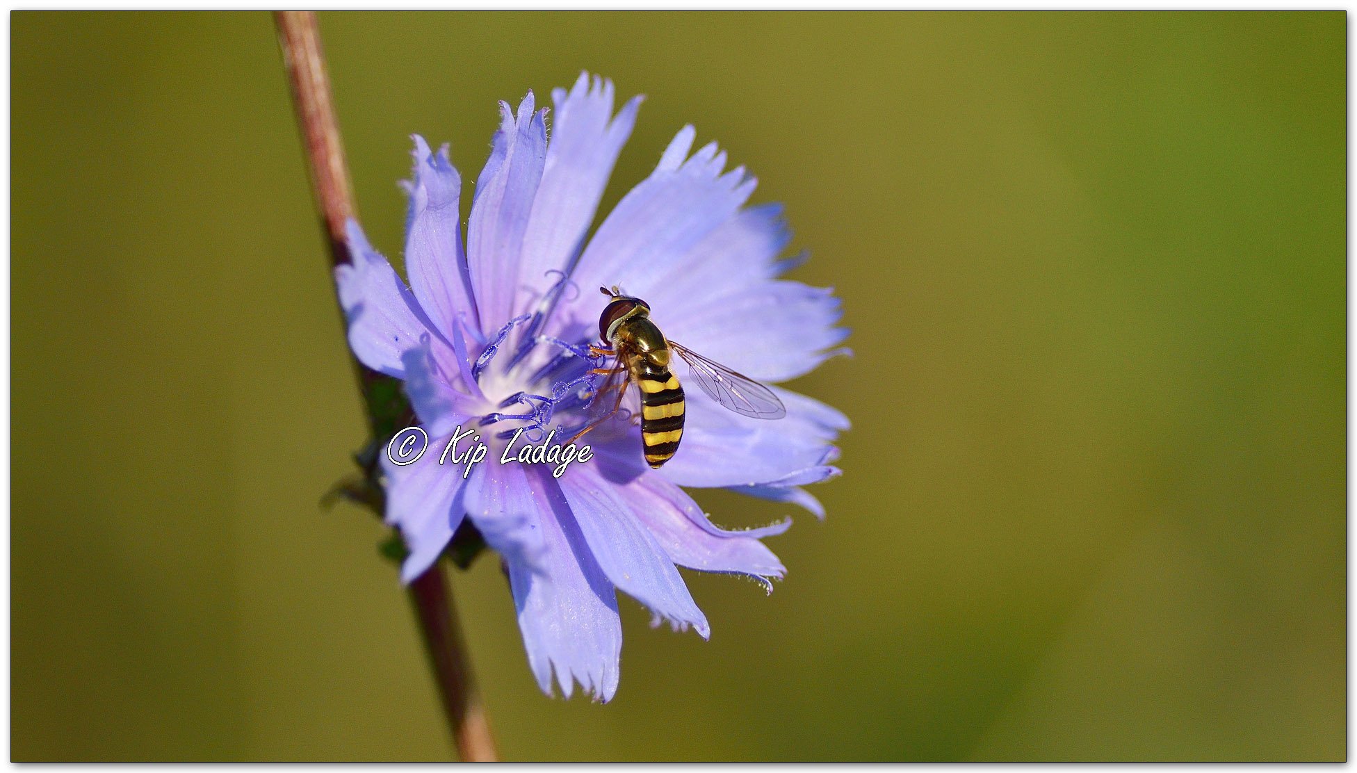 Hoverfly on Chickory - Image 1140168