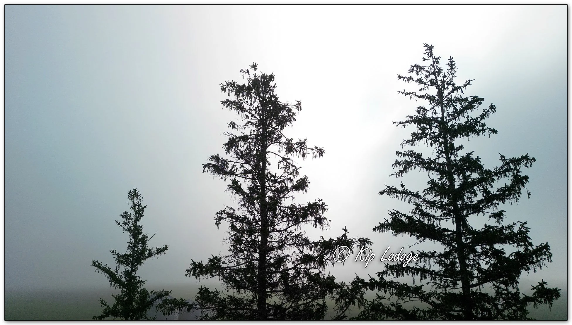Norway Spruce in Fog - Image 1127433
