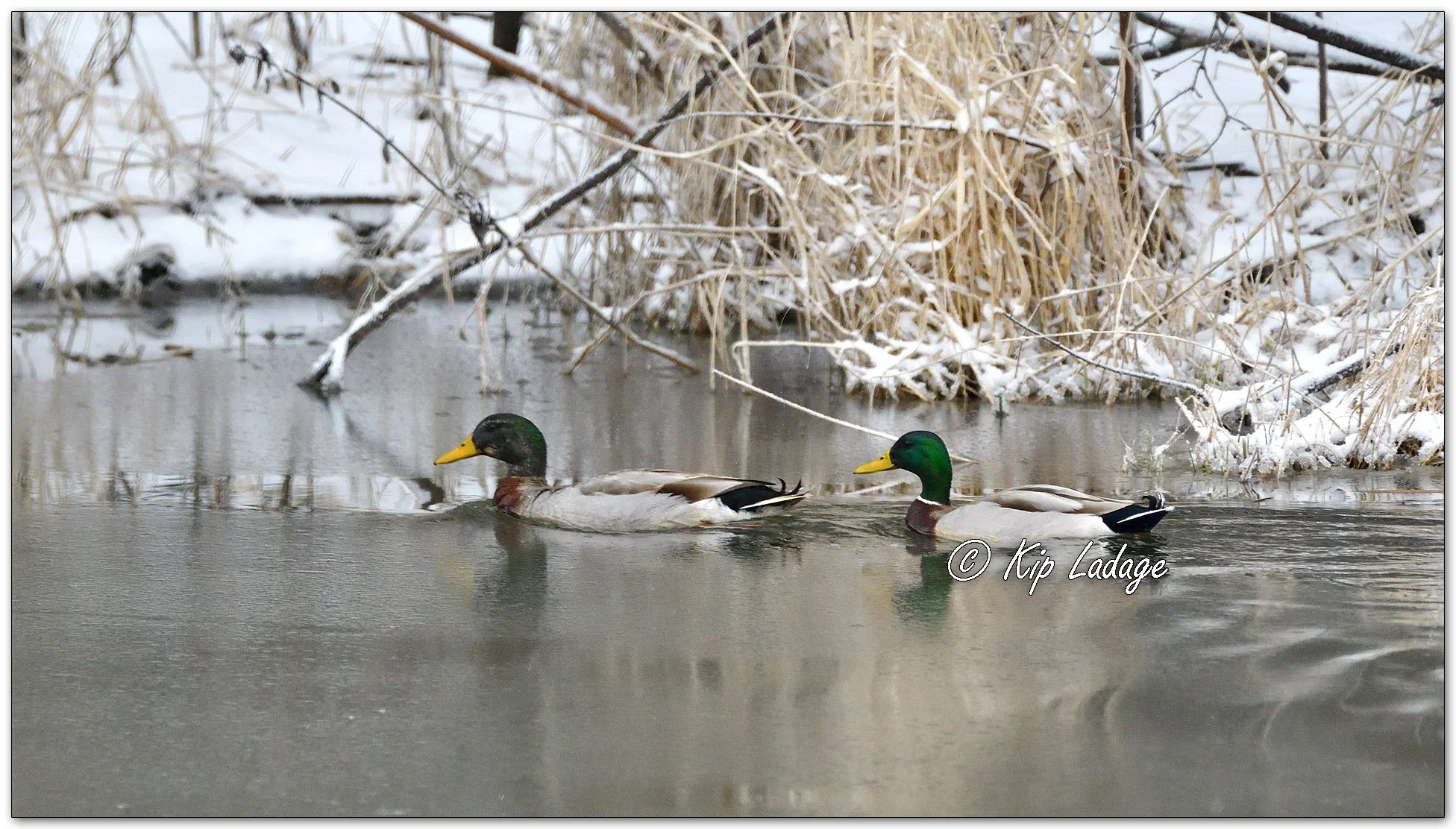 Mallards in Snow - Image 1073128