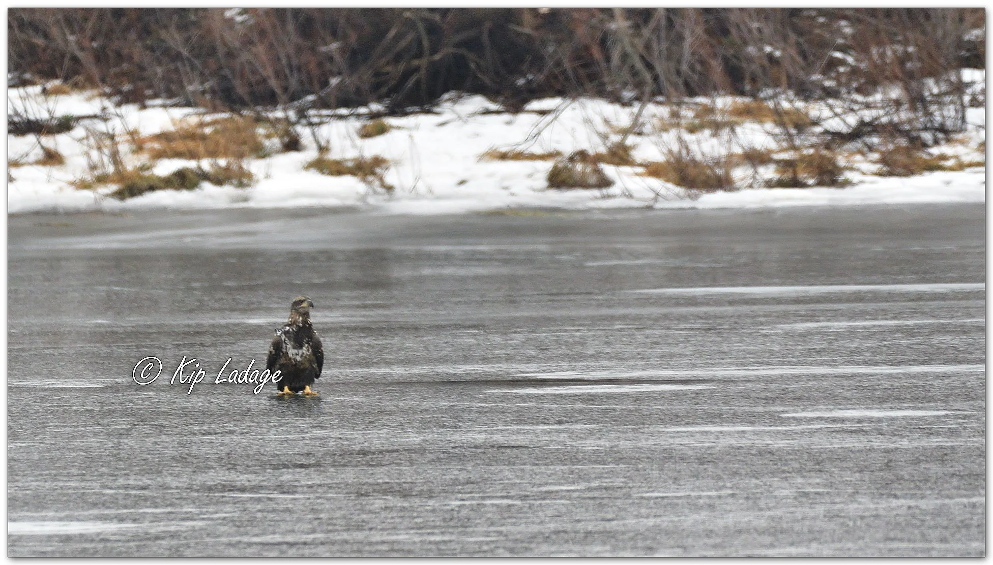 Young Bald Eagle on Ice - Image 1052473
