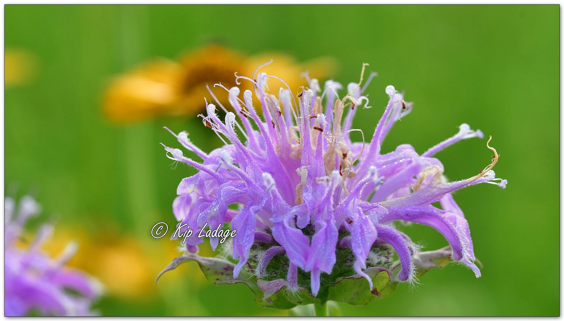 Wild Bergamot - Image 1118525