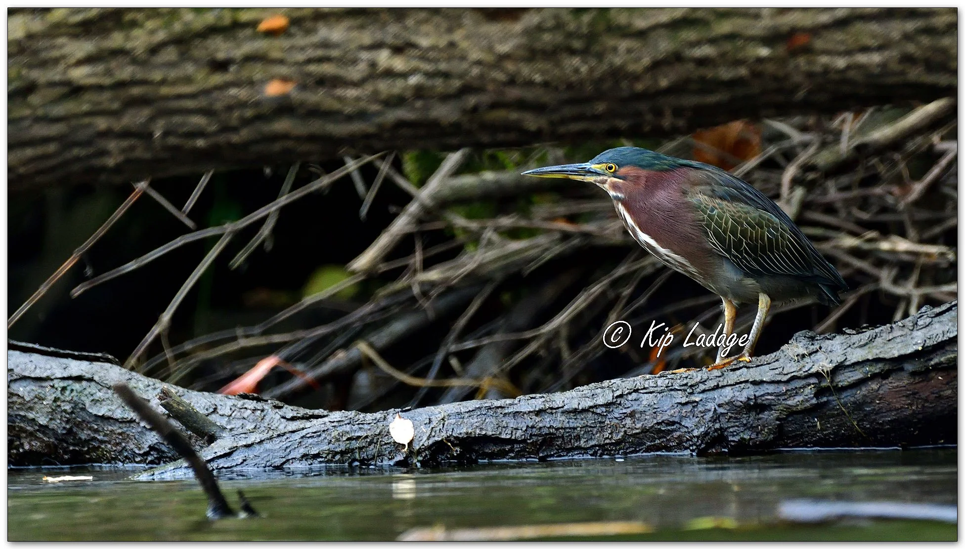 Green Heron - Image 1146143