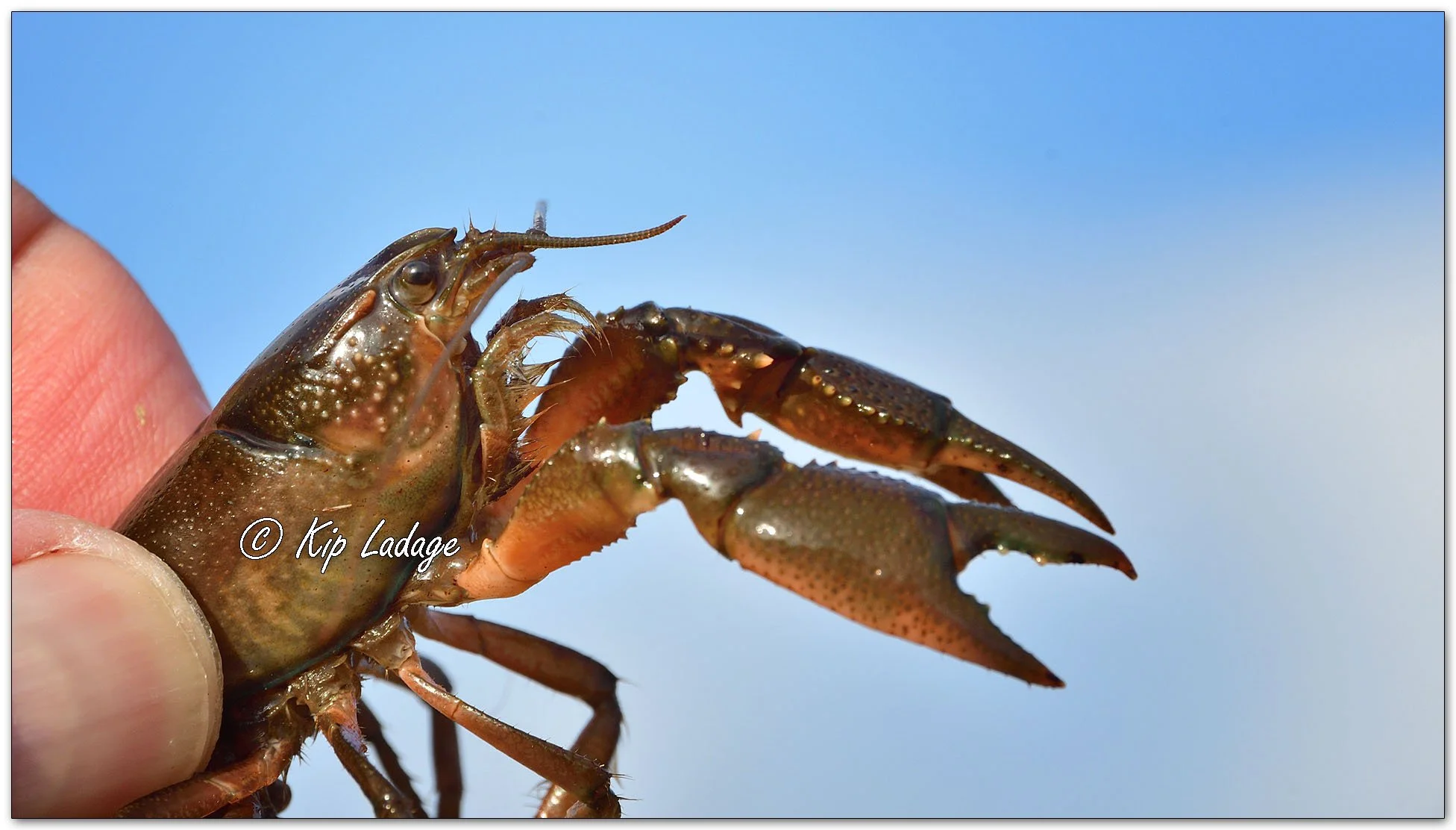 Crawdad - Image 1086934