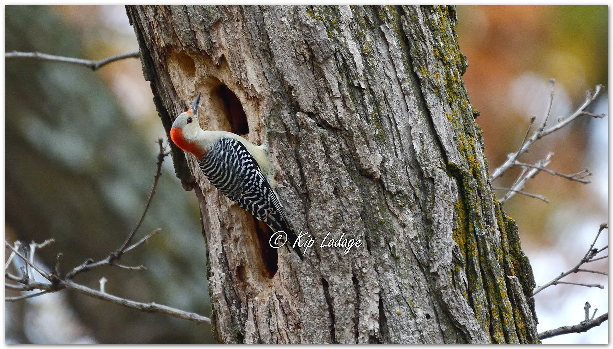 Red-bellied Woodpecker - Image 1041022