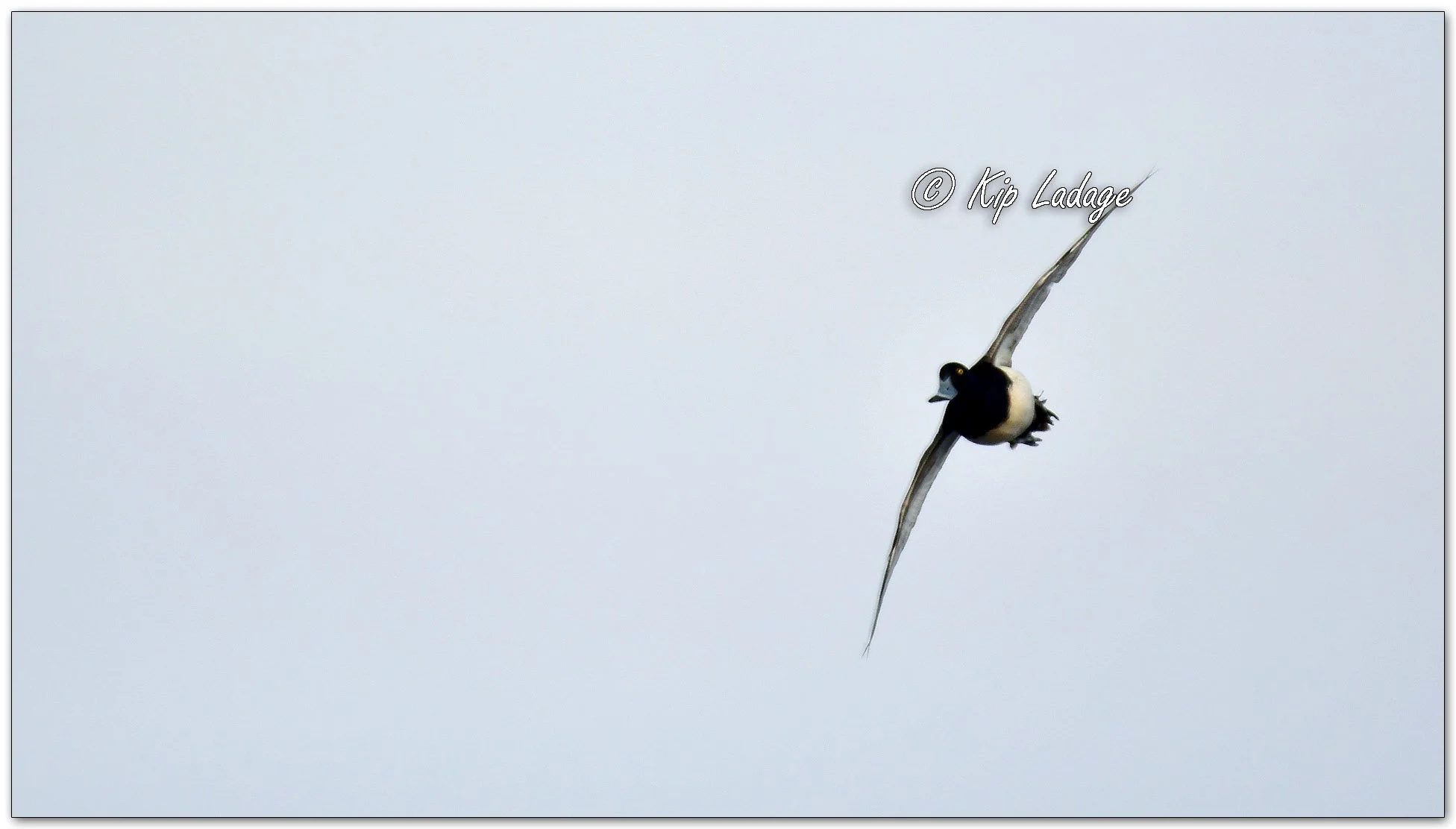 Greater Scaup - Image 1067573