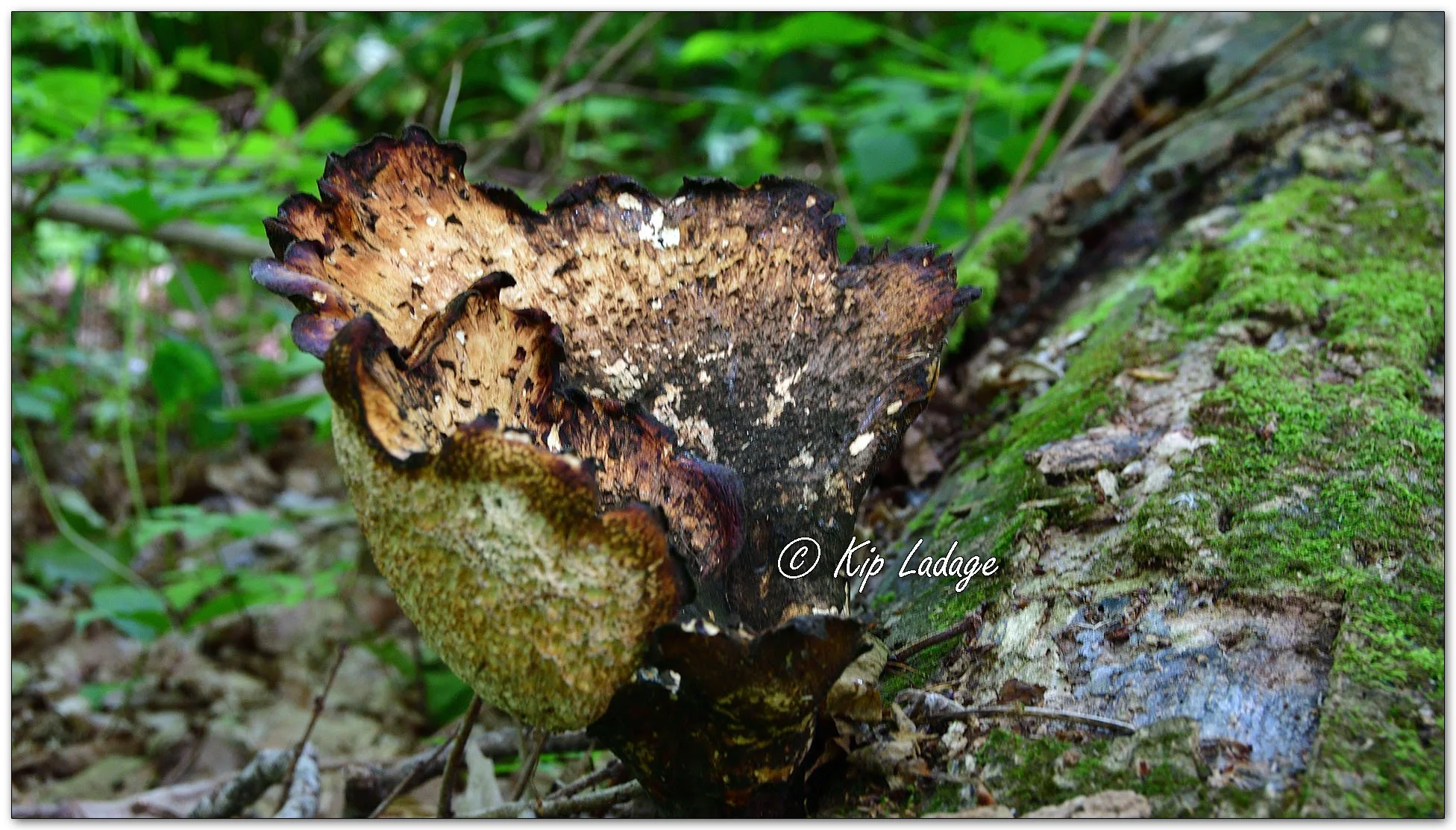 Dryad's Saddle - Image 100863