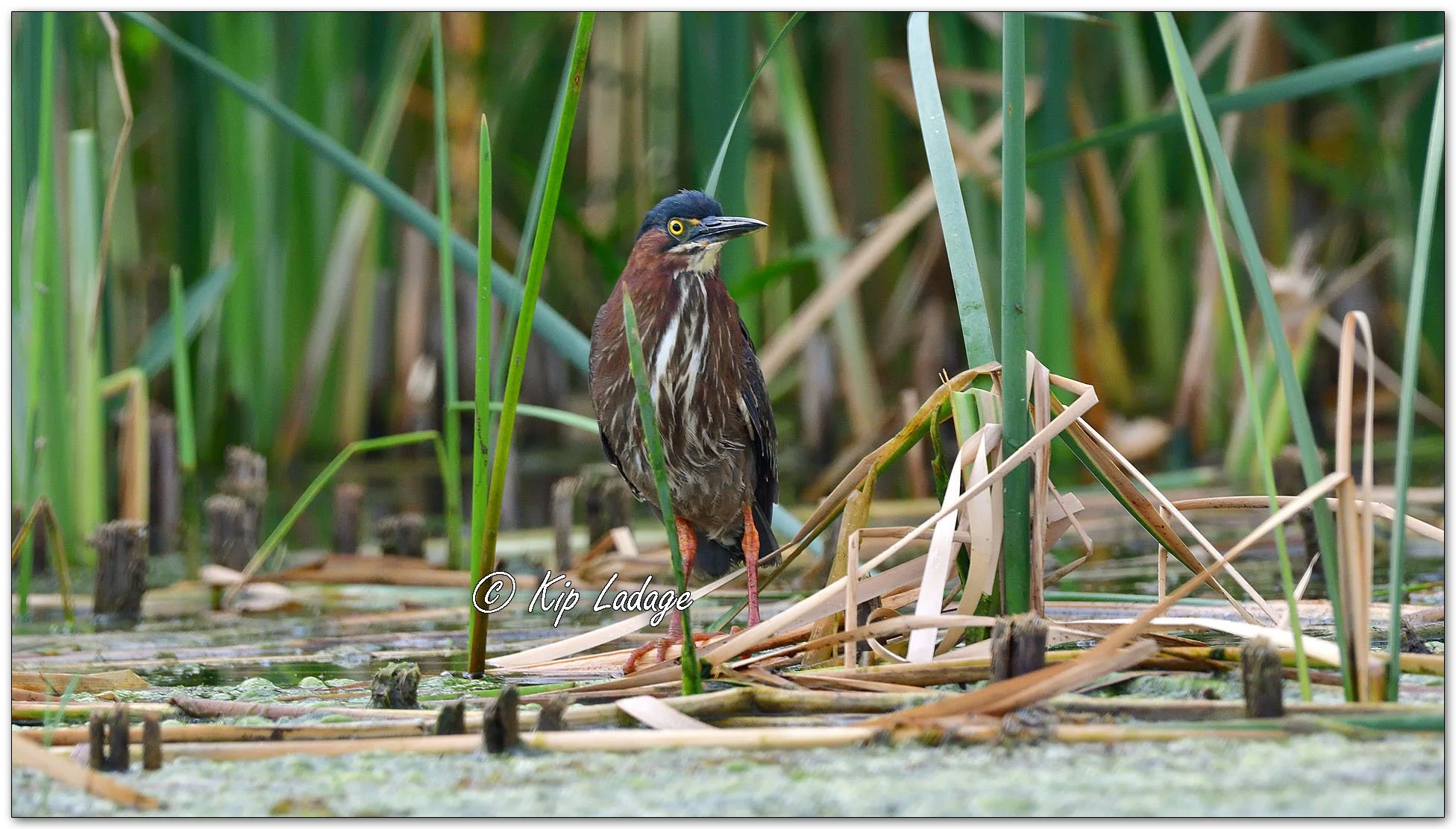 Green Heron - Image 1105600