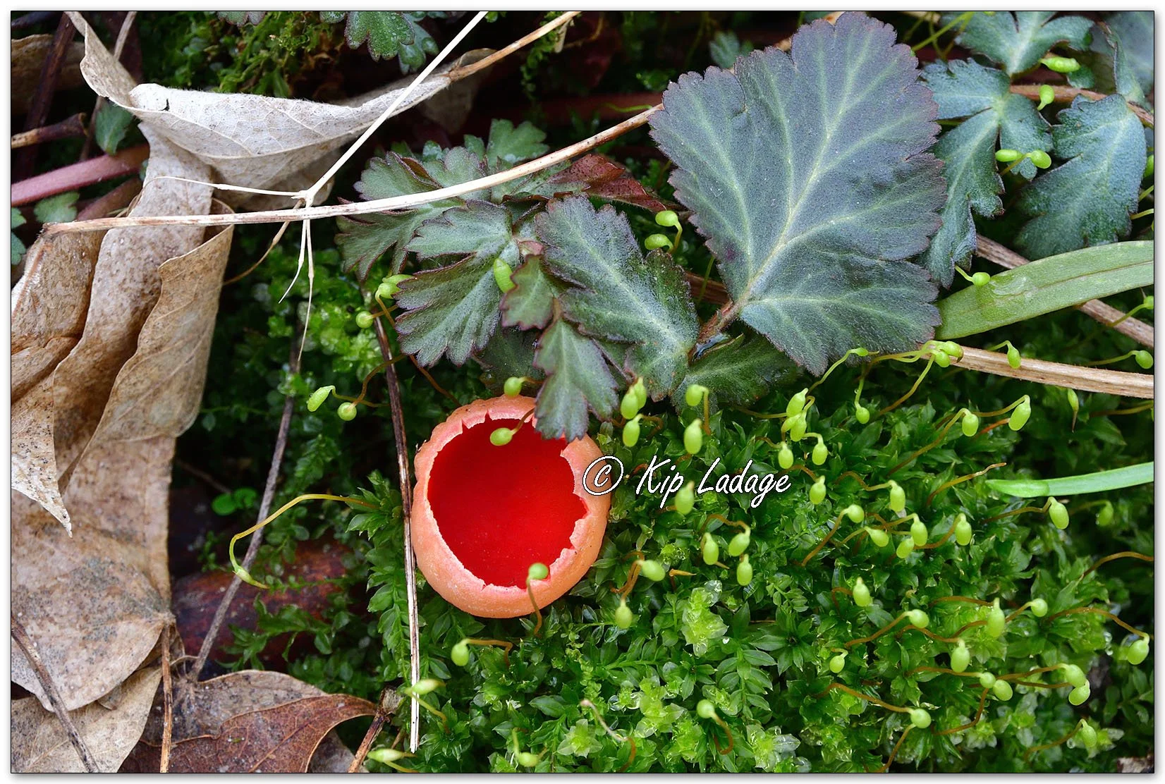 Crimson Cup Fungus - Image 1084212