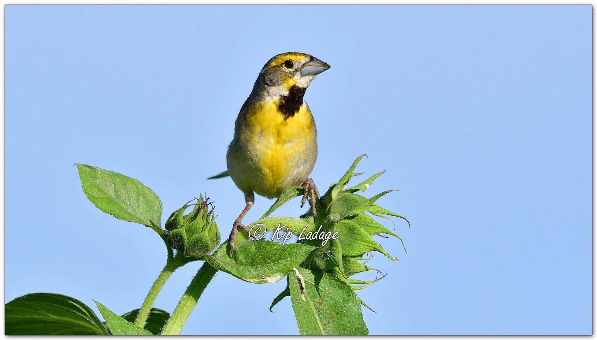 Male Dickcissel - Image 1000974