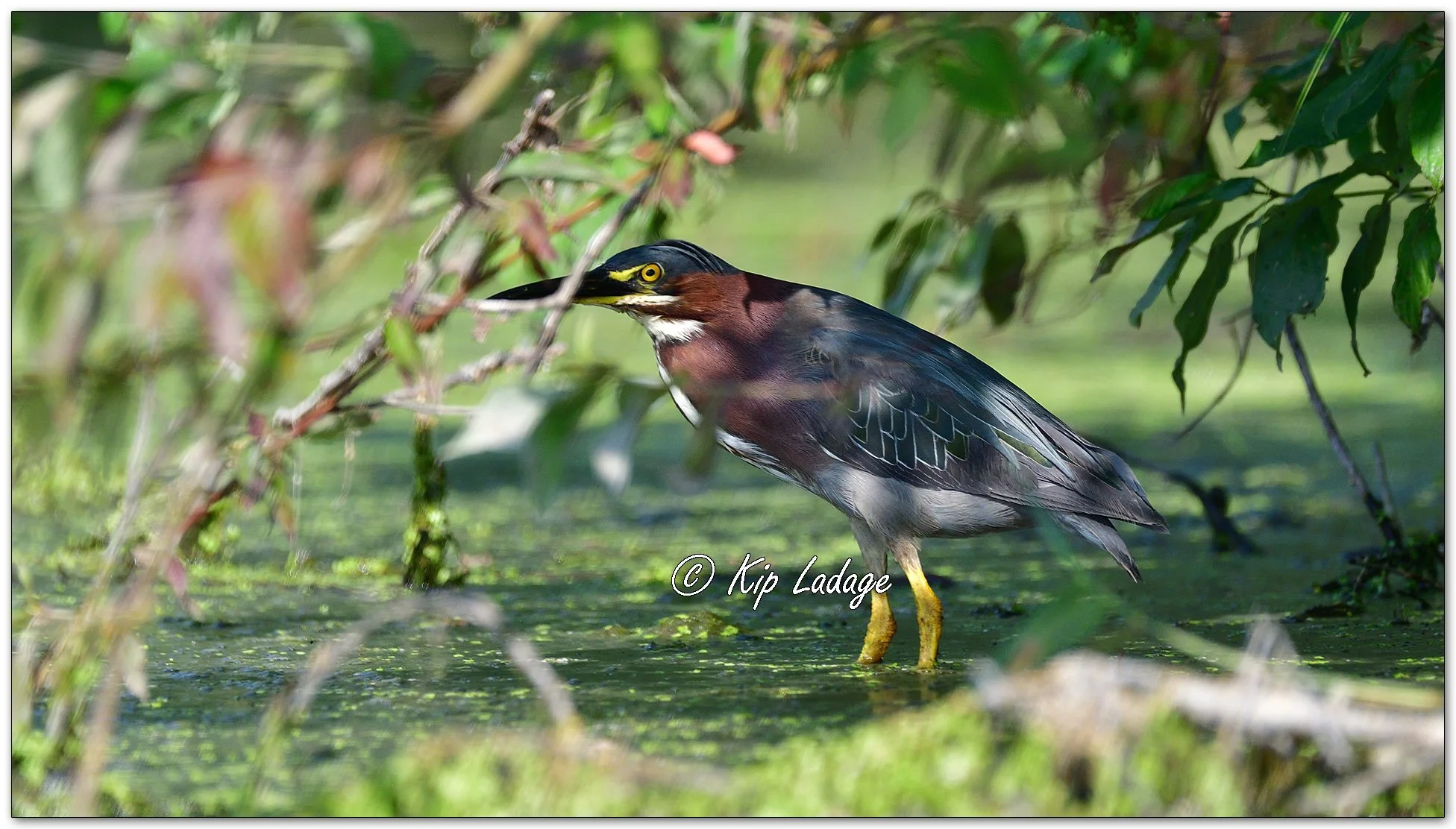 Green Heron - Image 1123078