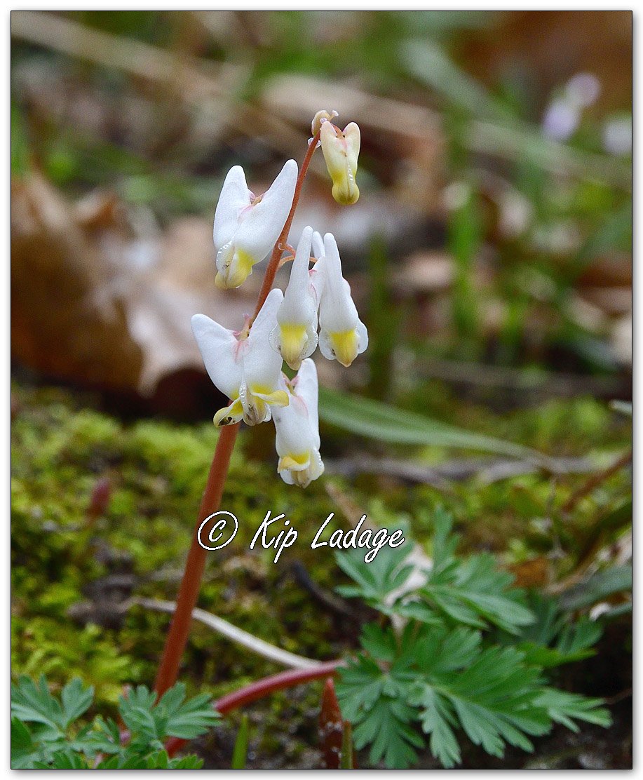 Dutchman's Breeches - Image 1084241