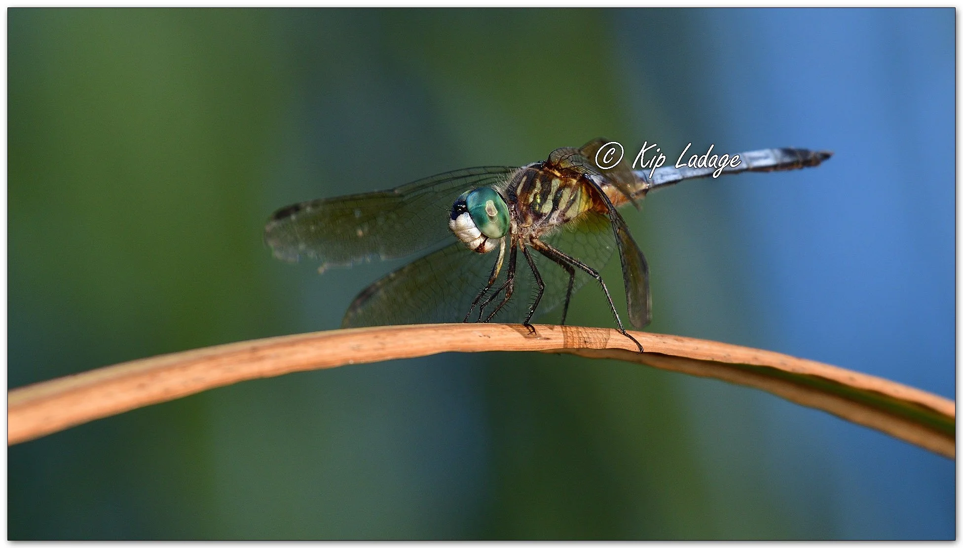 Blue Dasher Dragonfly - Image 1121960
