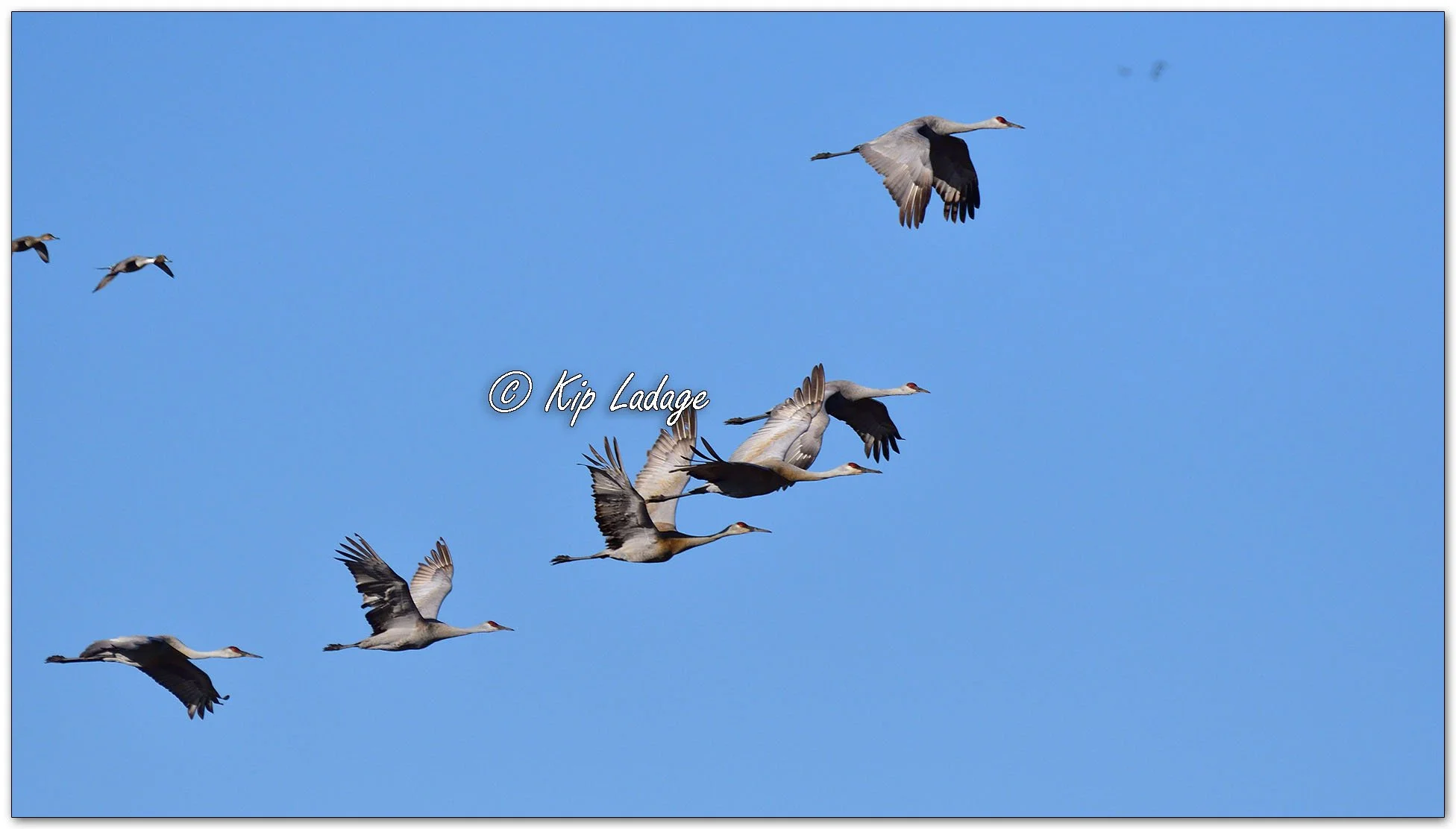 Sandhill Crane - Image 1071799