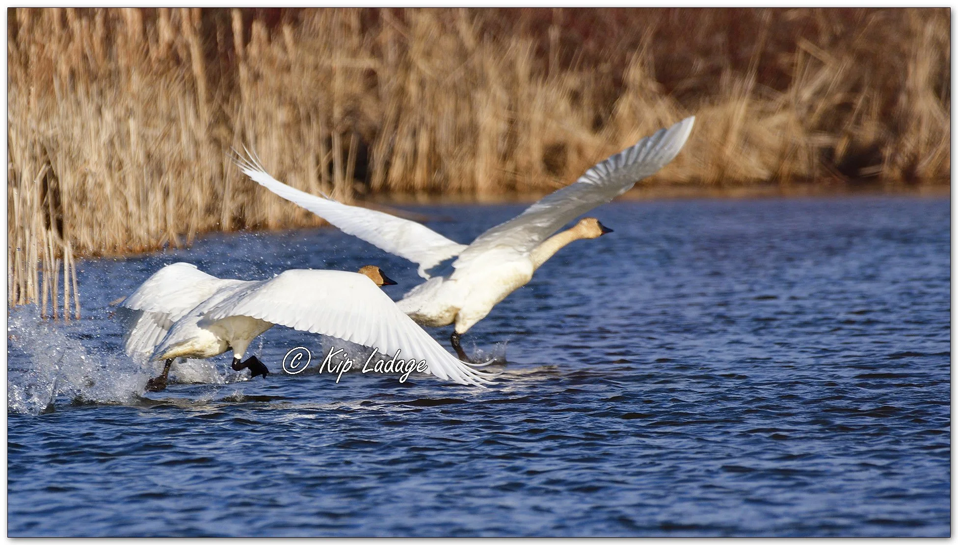 Trumpeter Swan - Image 1072187