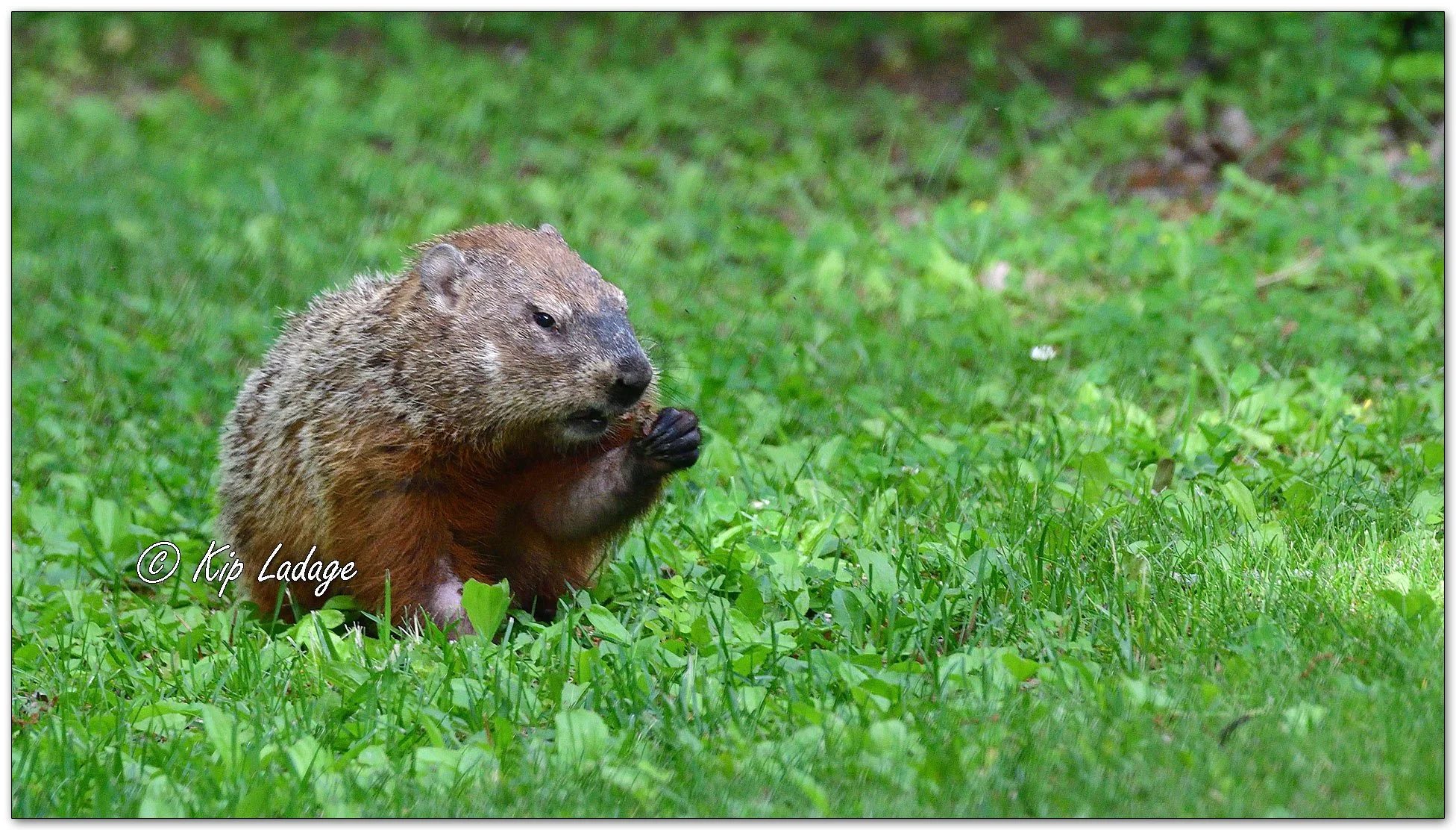 Woodchuck - Image 1104224