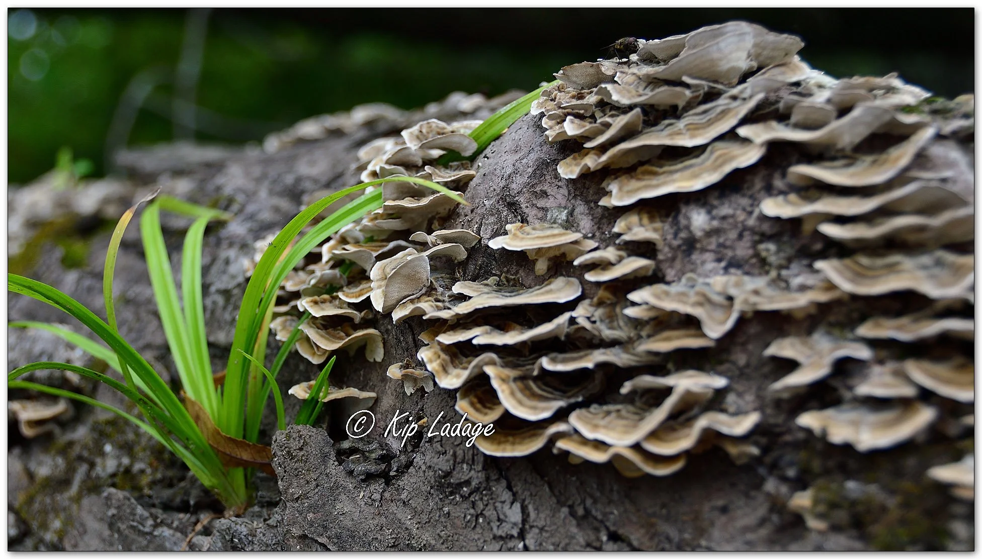 Turkey Tail Fungi - Image 1146227