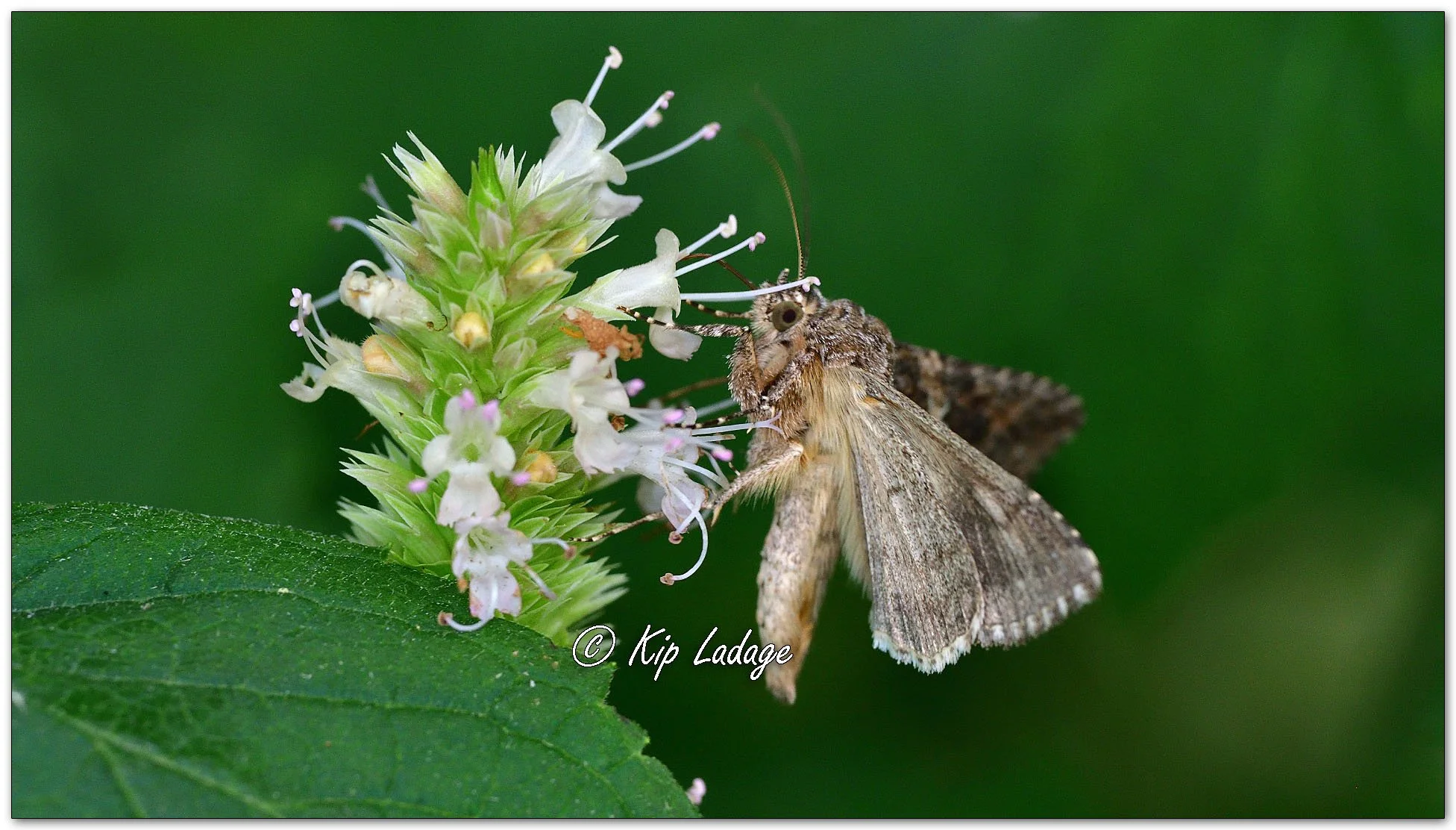 Soybean Looper Moth - Image 1142980