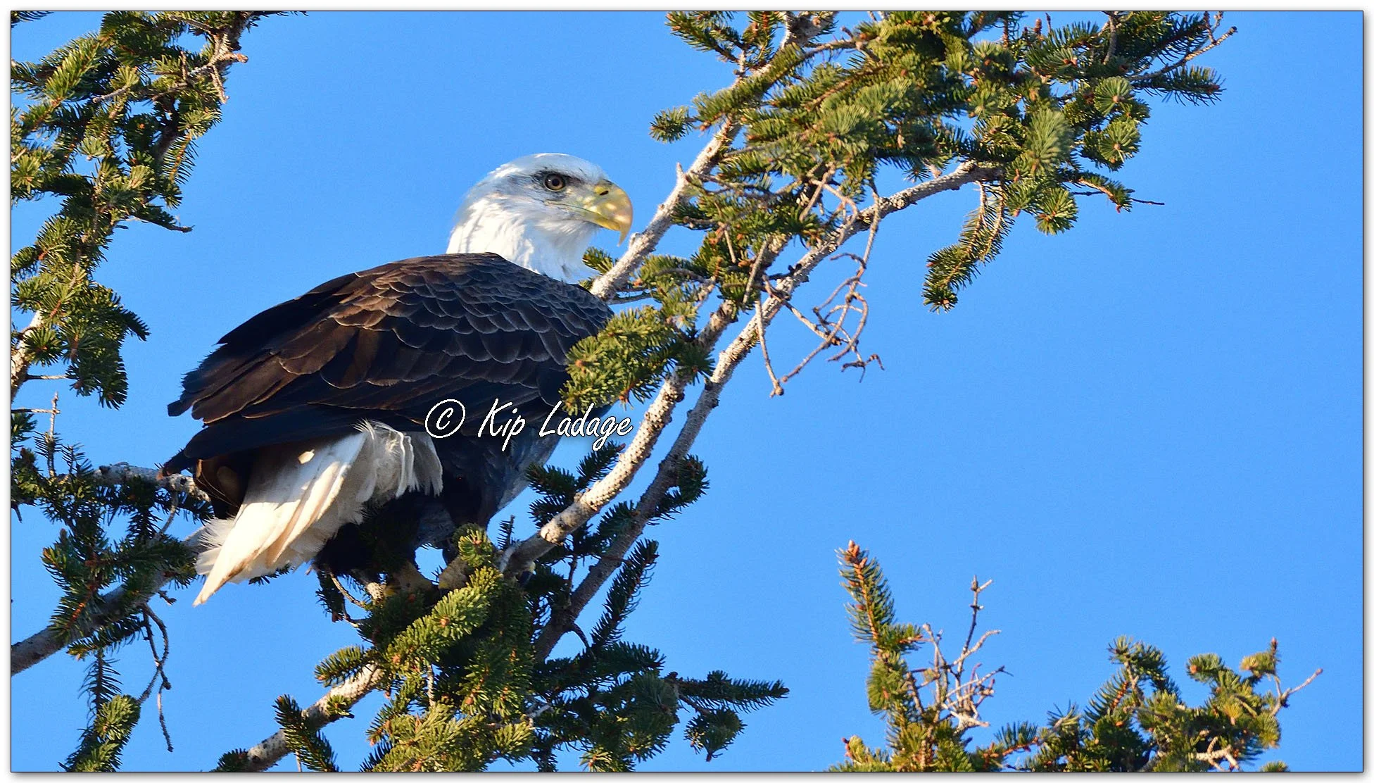 Two Bald Eagles in Spruce Tree - image 1057440