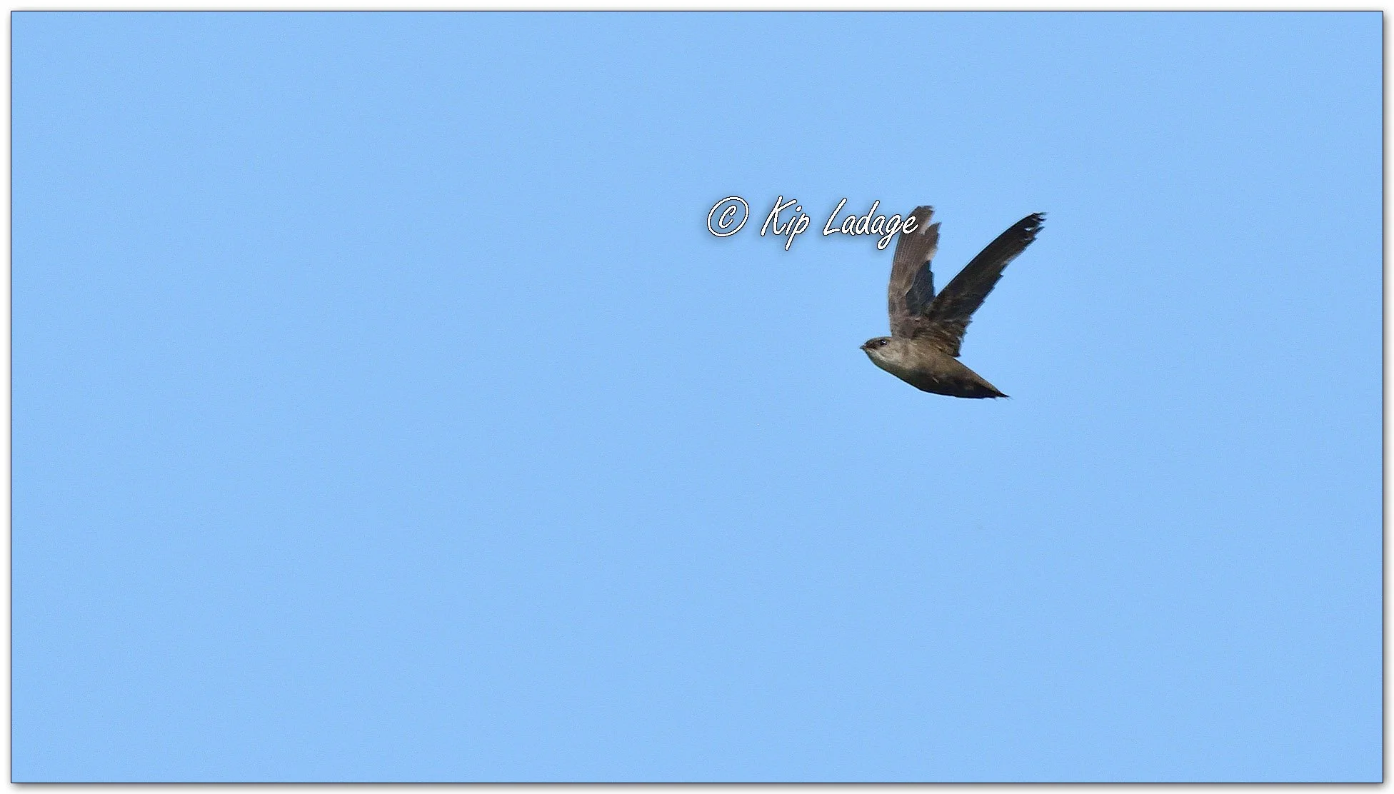 Chimney Swift - Image 1126494