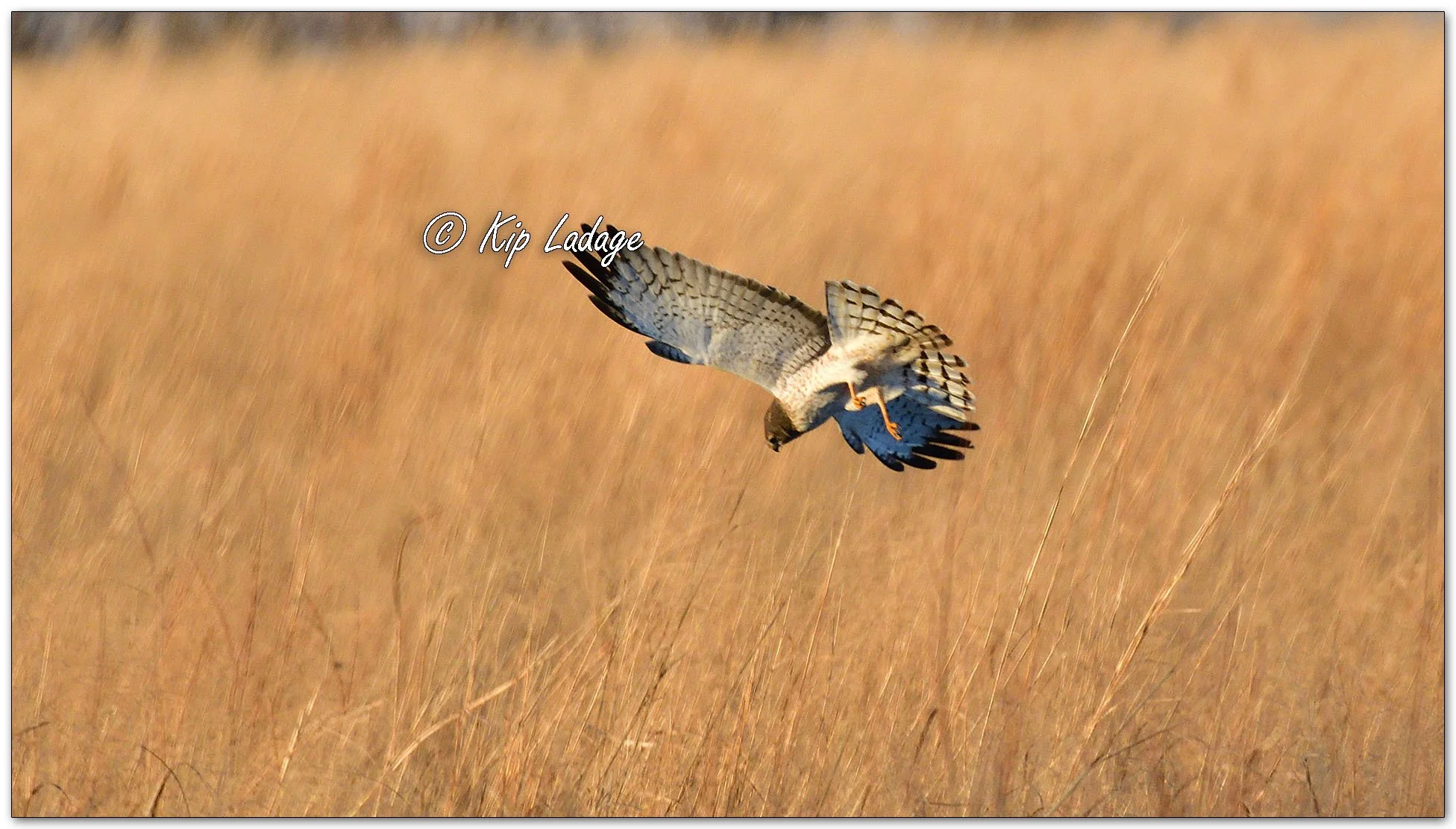 Northern Harrier in Flight - Image 1060811