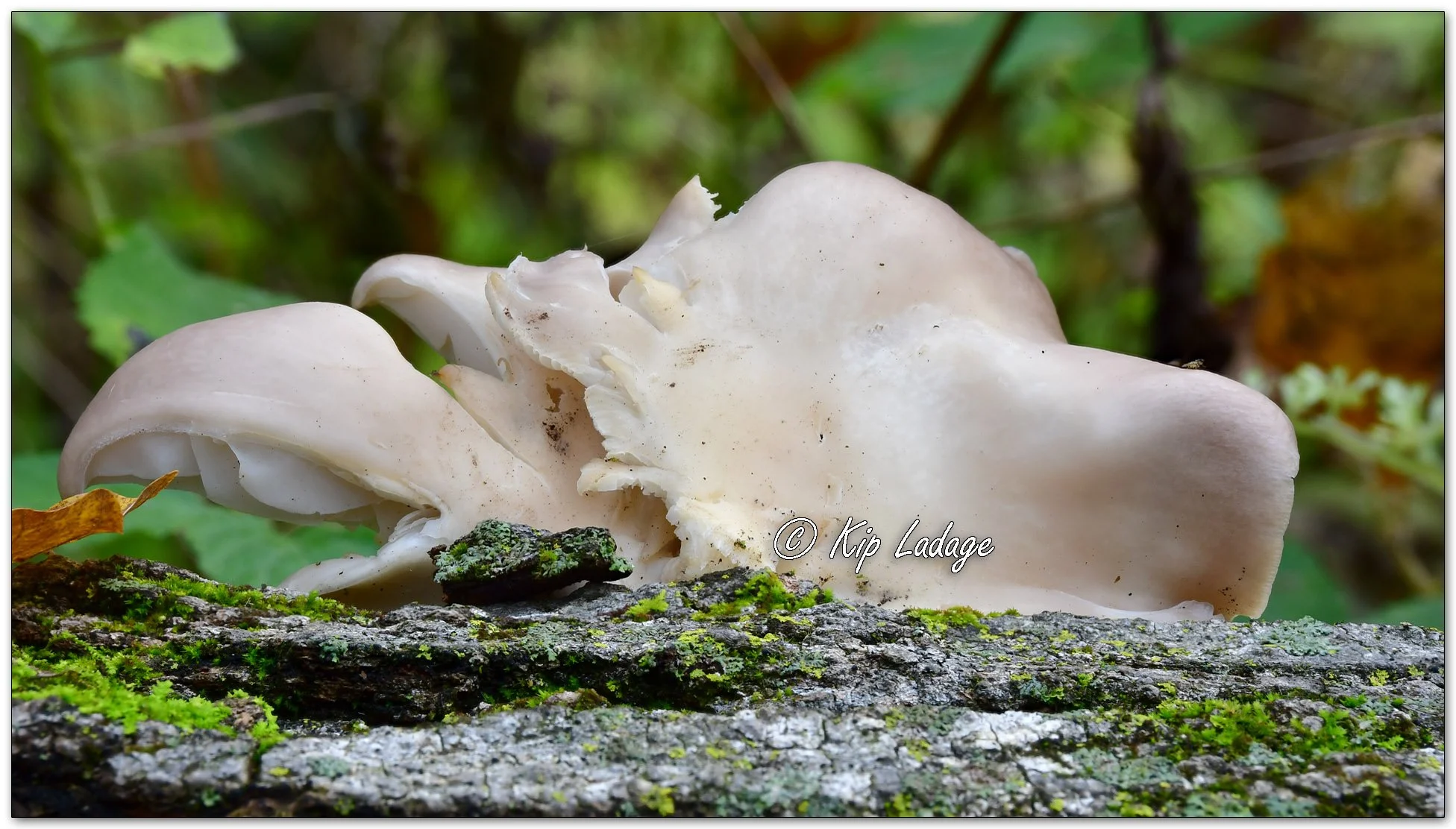 Oyster Mushroom - Image 1163537