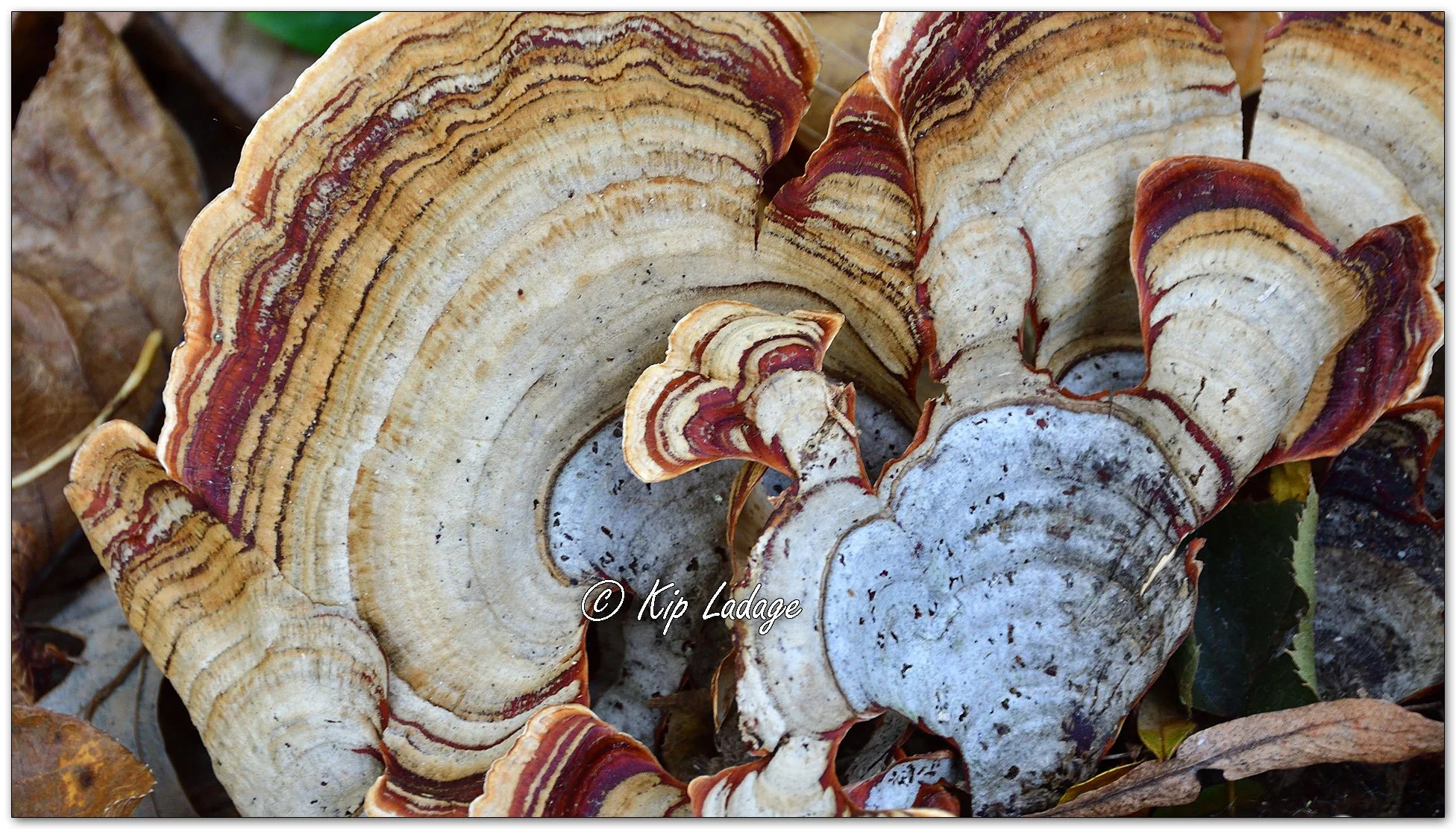 False Turkey-tail Fungi - Image 1163451