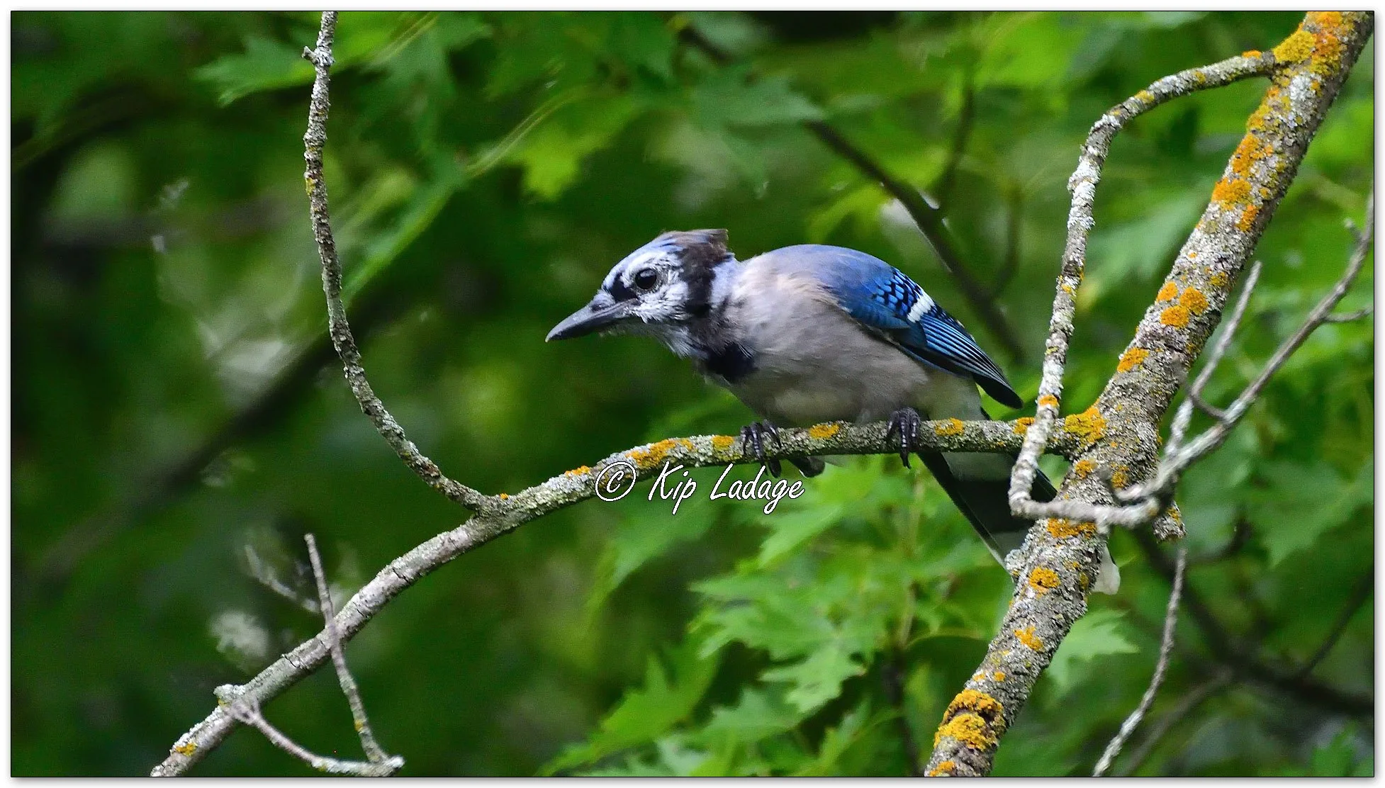 Blue Jay on Alert - Image 1142251