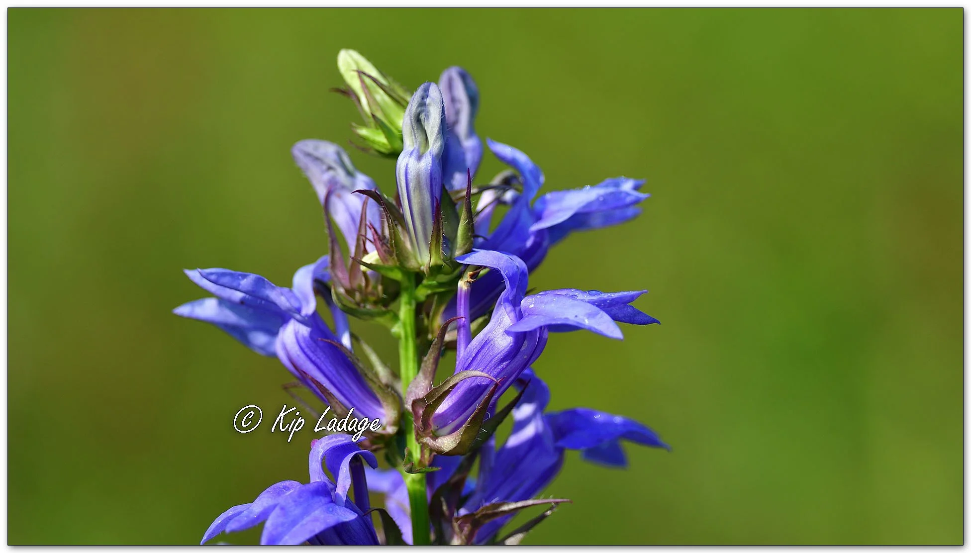 Great Blue Lobelia - Image 1139607