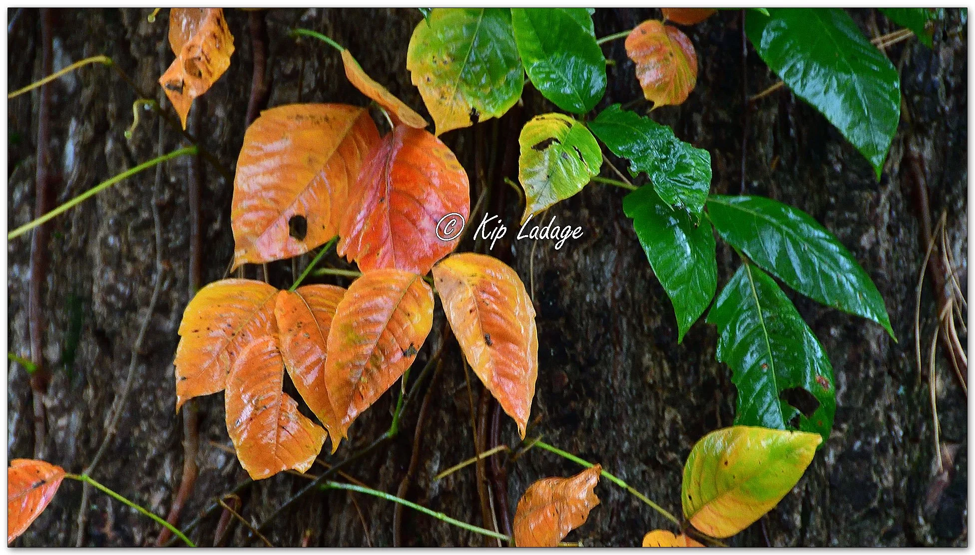 Poison Ivy in Rain - Image 1163927