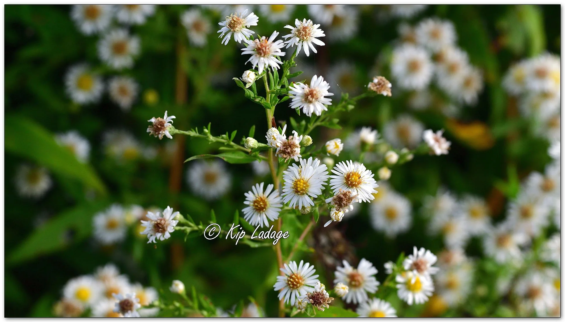 White-panicle Aster - Image 1146230