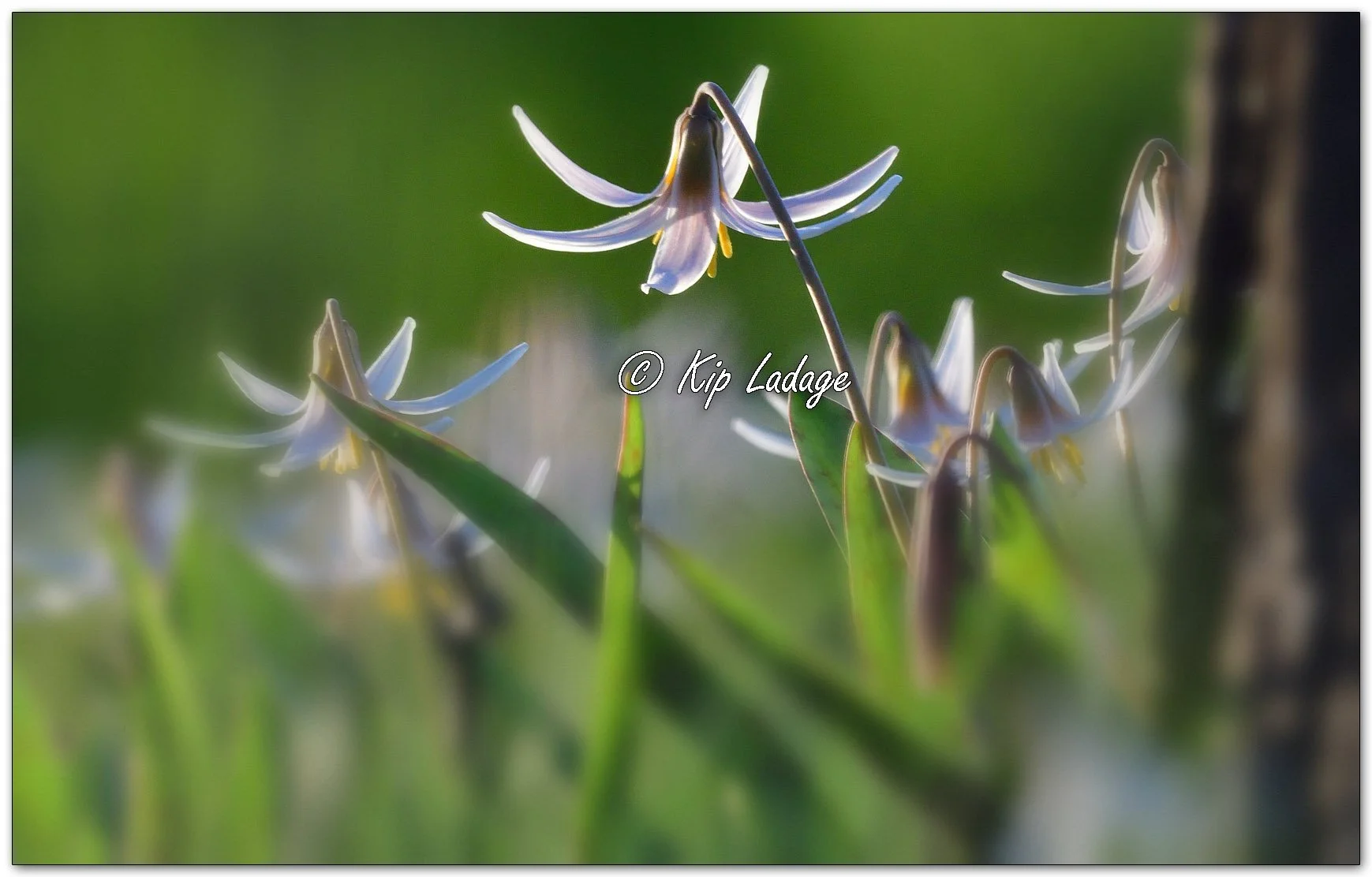 Dogtooth Violet (Trout Lily) - Image 1091009