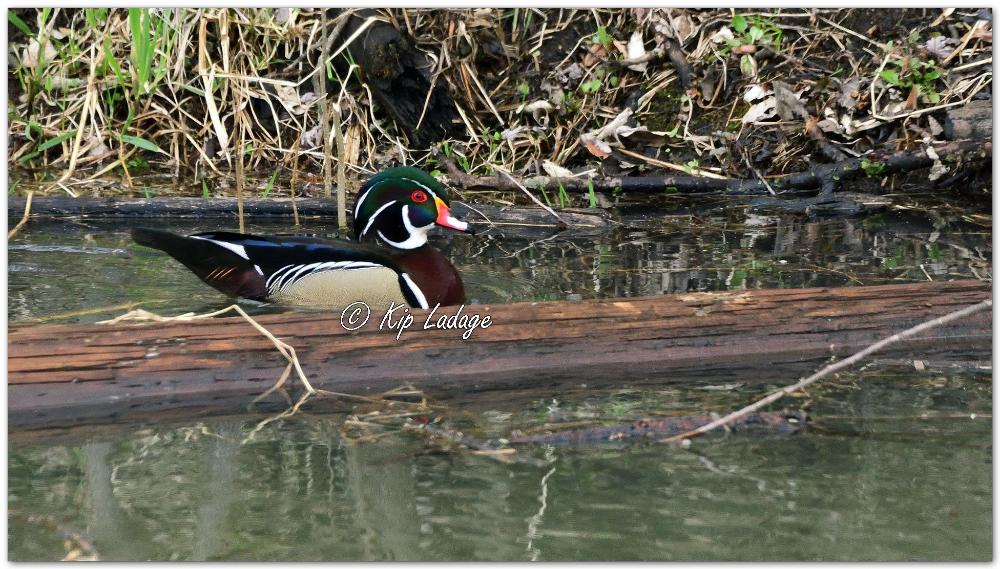 Drake Wood Duck - Image 1083094