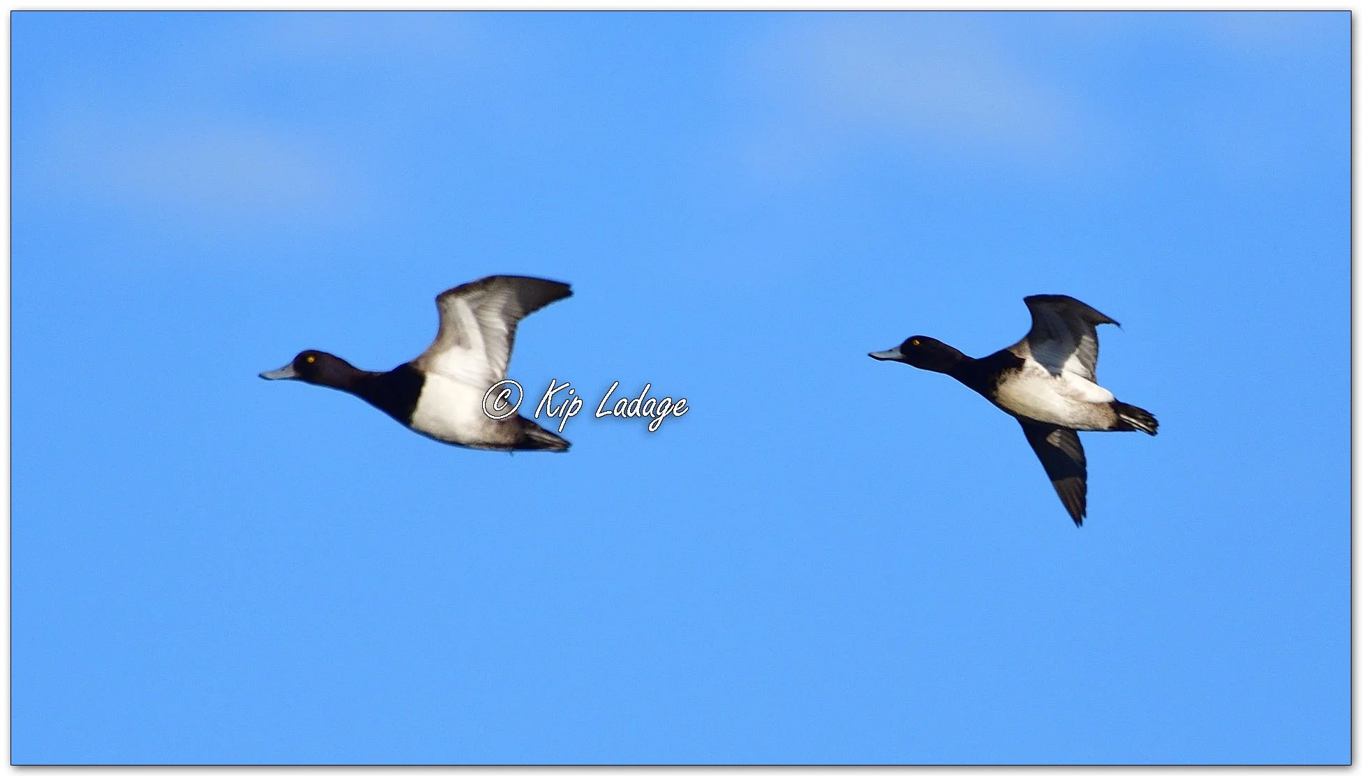 Greater Scaup in Flight - Image 1070094