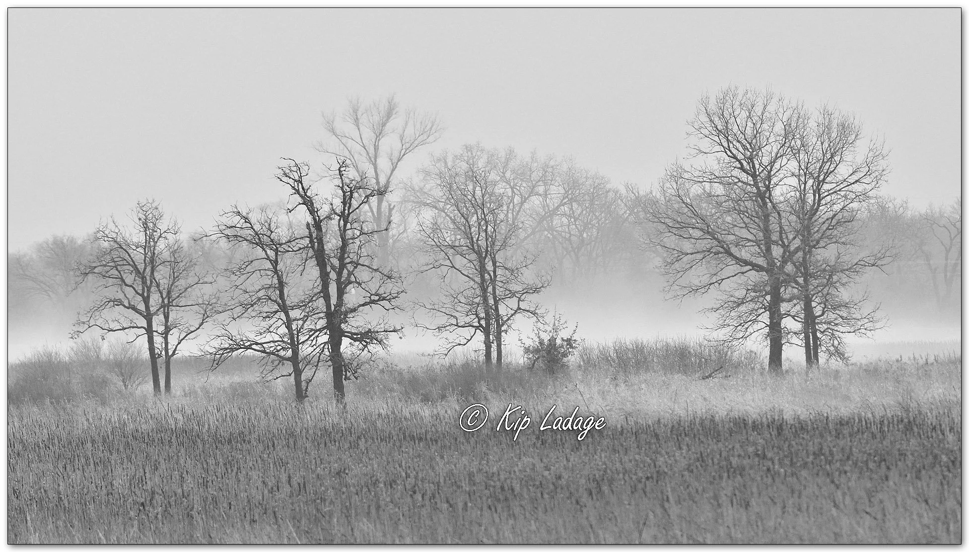 Fog at Sweet Marsh - Image 1069009mono